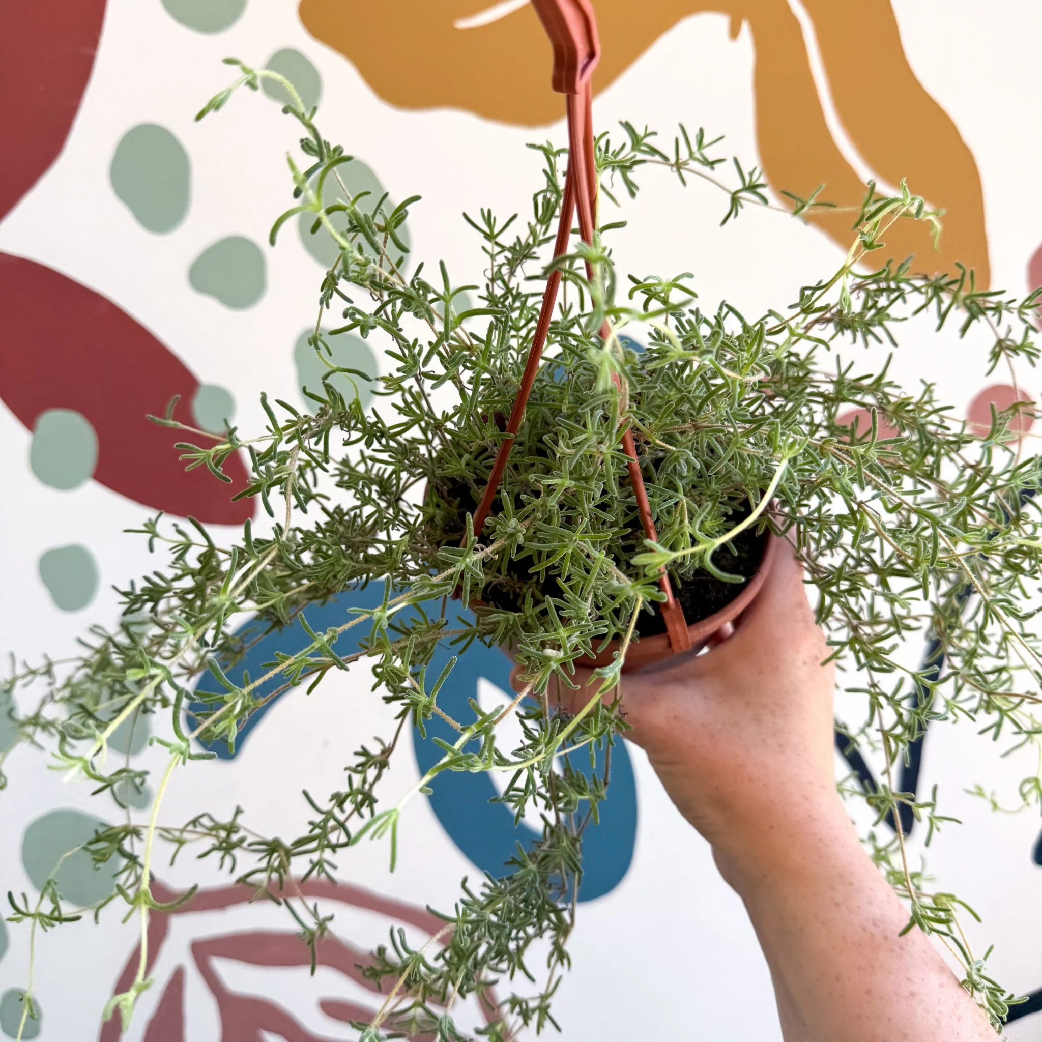 Senecio 'Twinkle Little Star' - String of Stars - Image 6