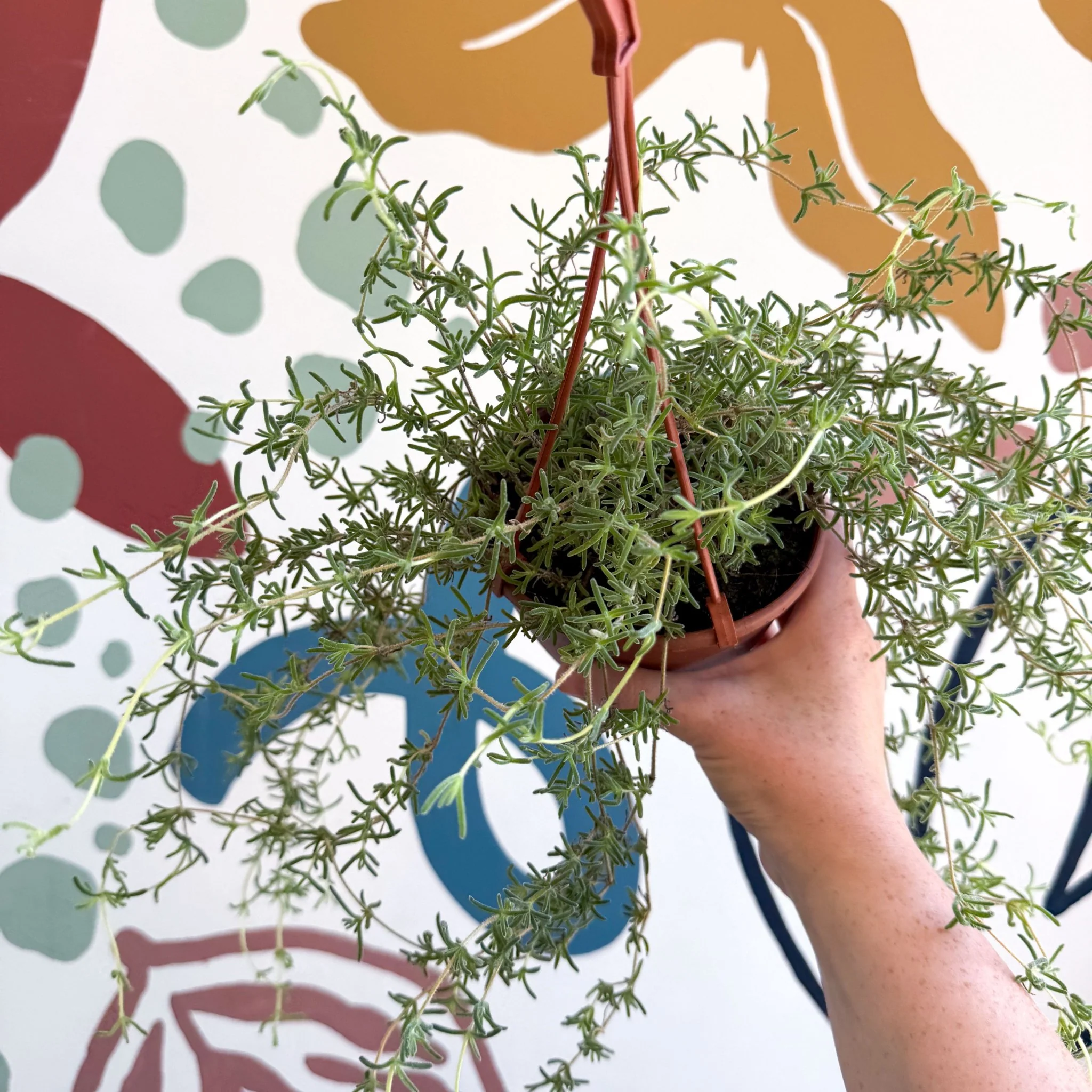 Senecio 'Twinkle Little Star' - String of Stars - Image 7