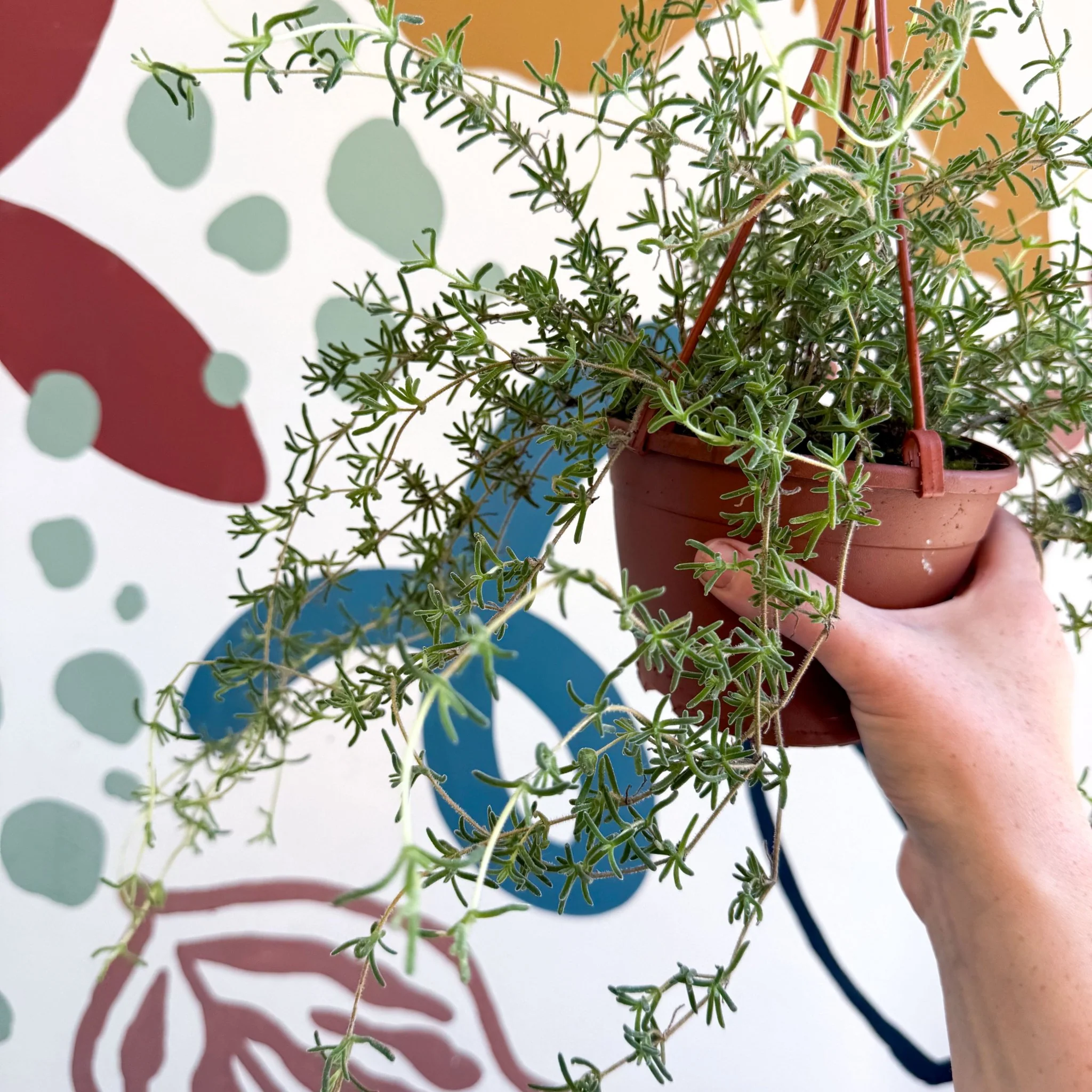 Senecio 'Twinkle Little Star' - String of Stars - Image 9