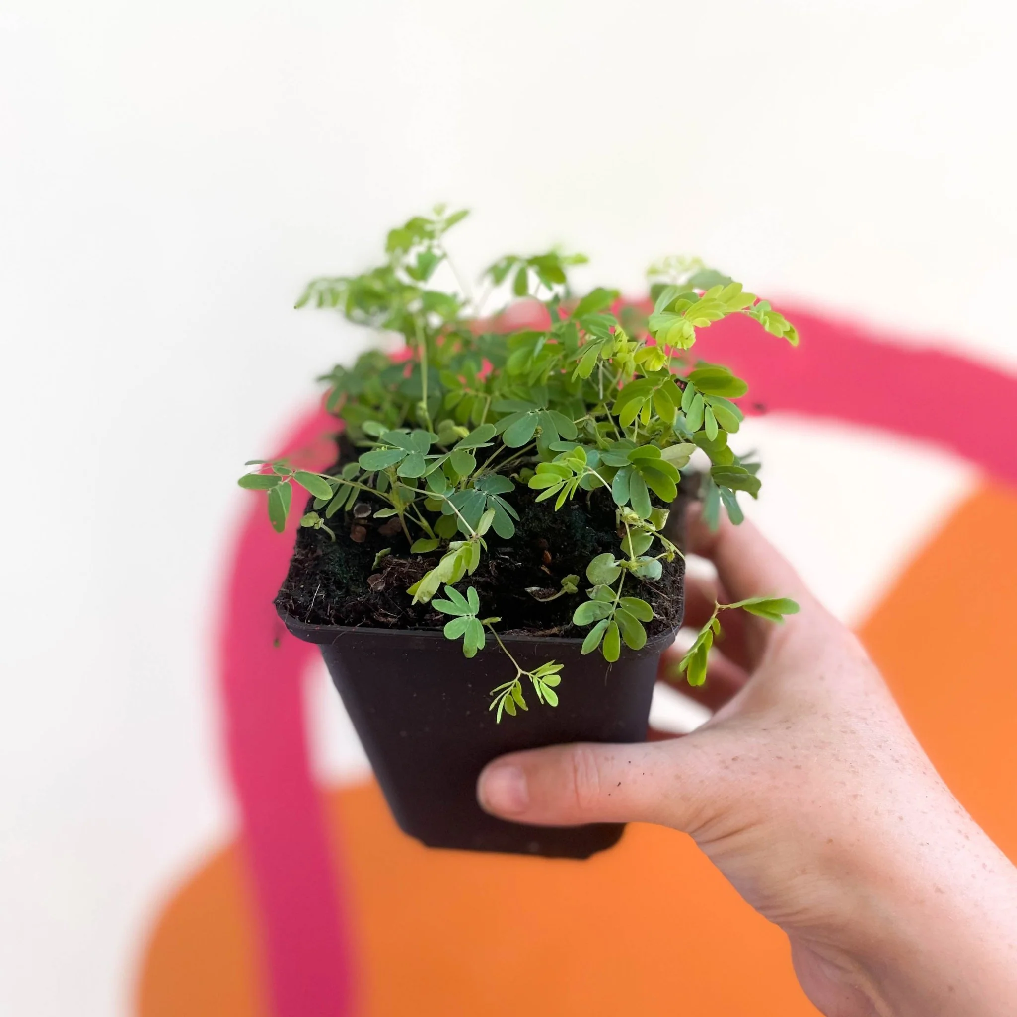 Mimosa pudica - Sensitive Plant