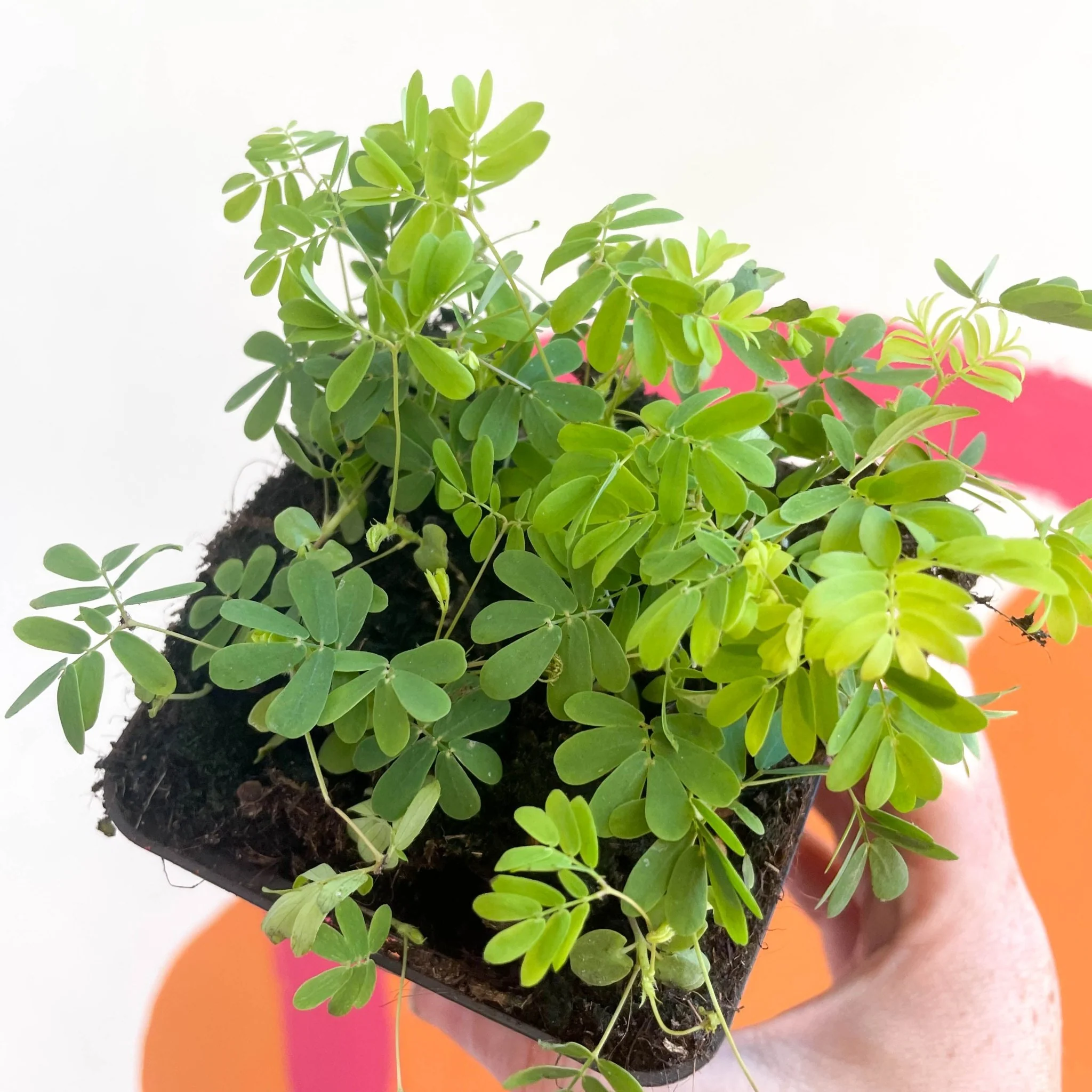 Mimosa pudica - Sensitive Plant - Image 2