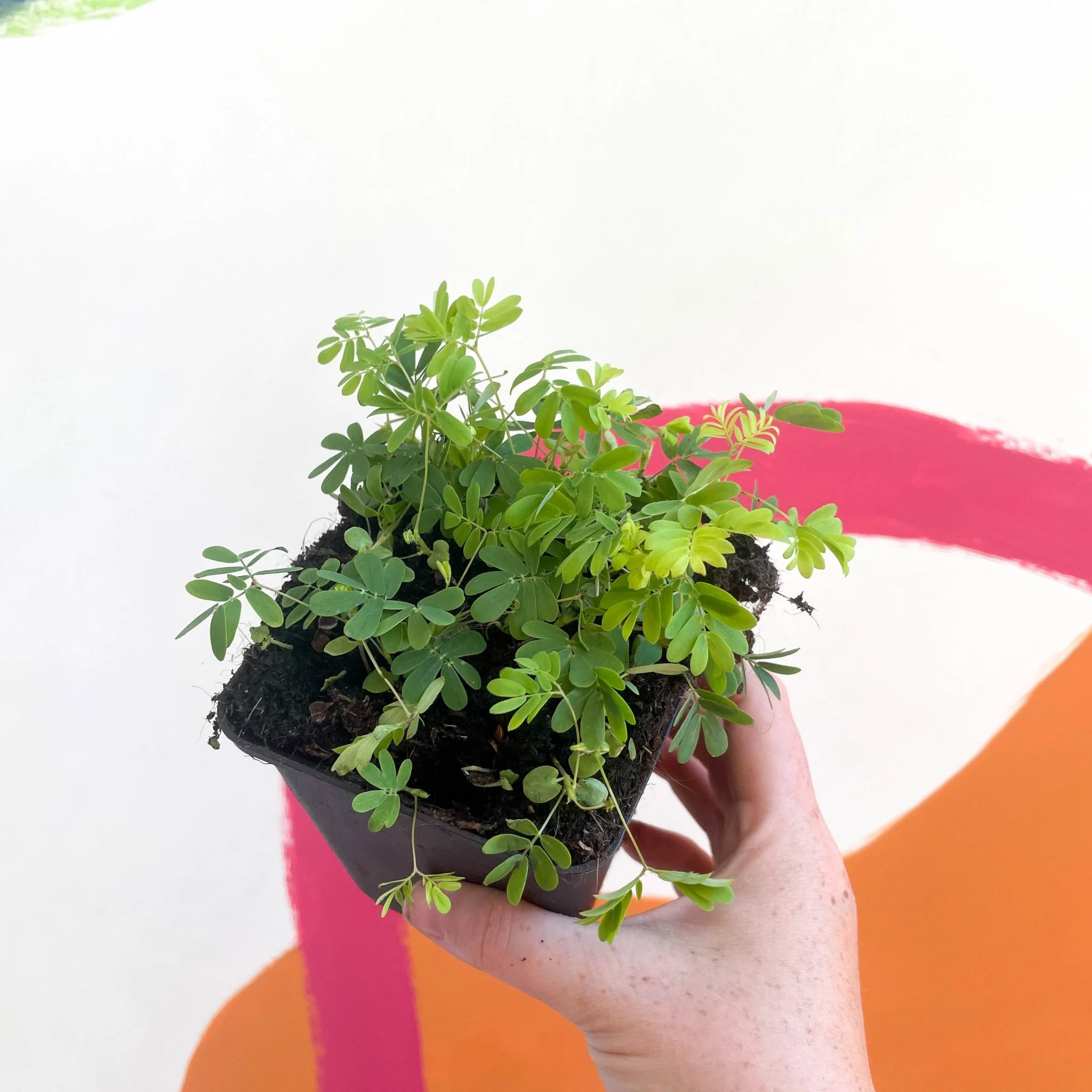 Mimosa pudica - Sensitive Plant - Image 3
