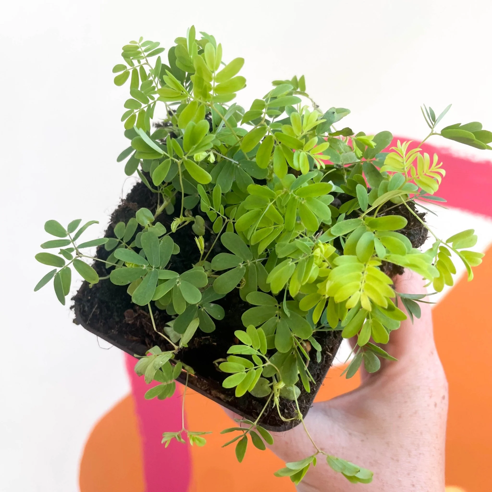 Mimosa pudica - Sensitive Plant - Image 4