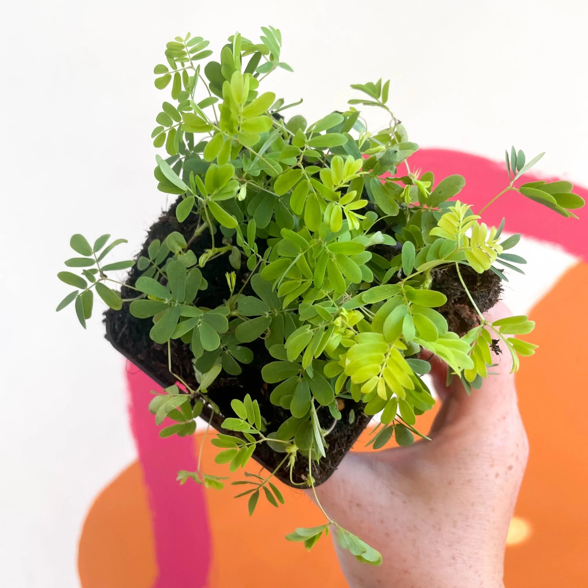 Mimosa pudica - Sensitive Plant - Image 5