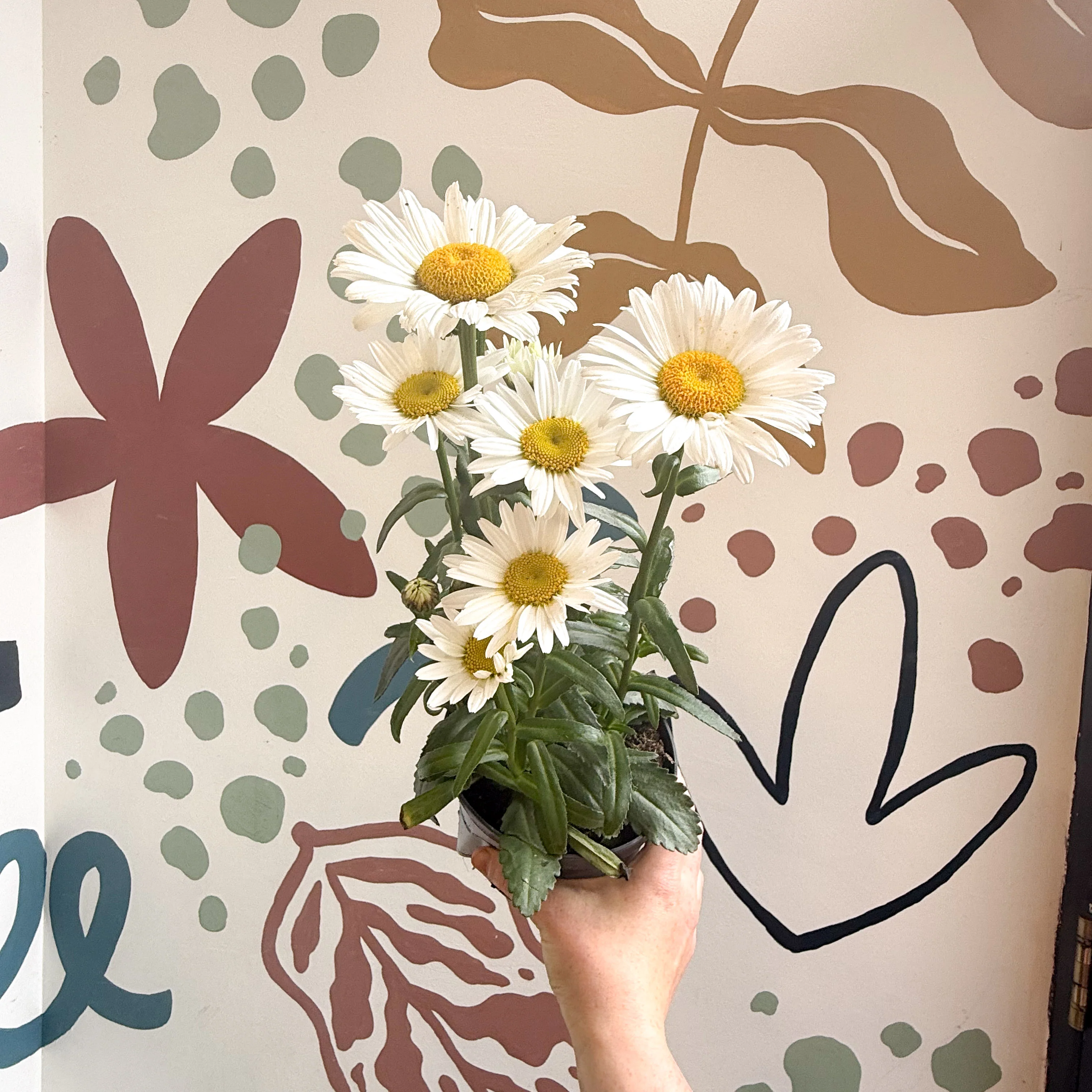 Leucanthemum × superbum ‘Dwarf Snow Lady’ - Shasta Daisy - Image 10