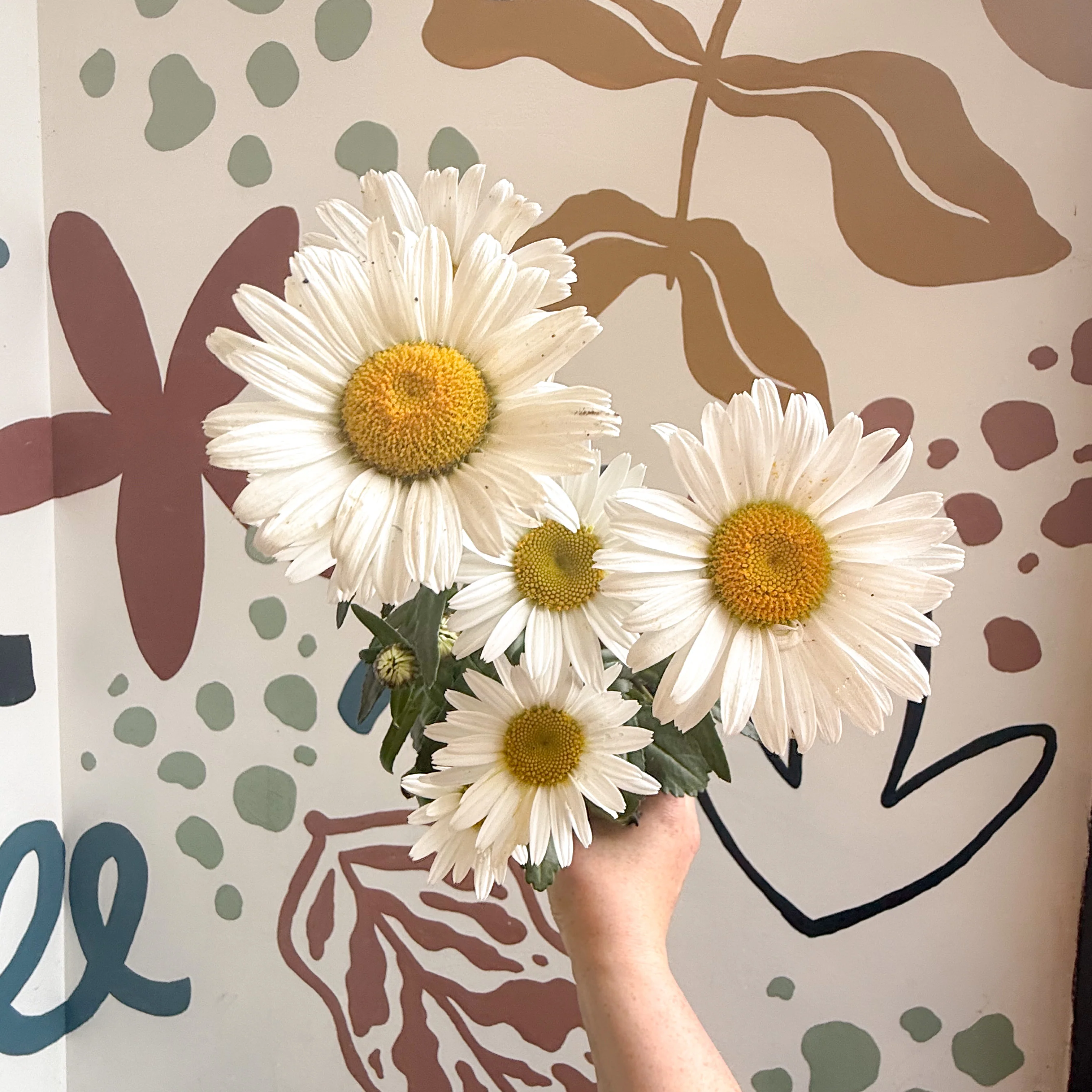 Leucanthemum × superbum ‘Dwarf Snow Lady’ - Shasta Daisy - Image 13