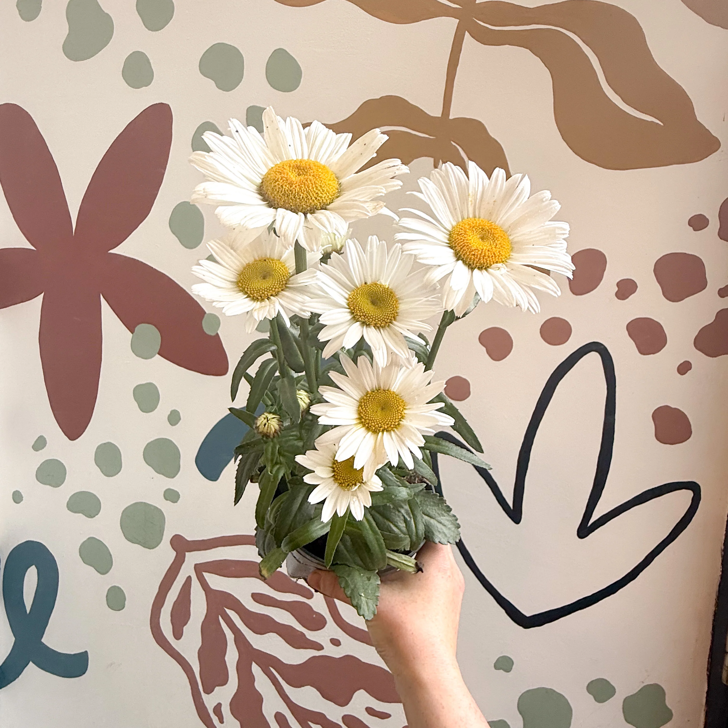 Leucanthemum × superbum ‘Dwarf Snow Lady’ - Shasta Daisy - Image 2
