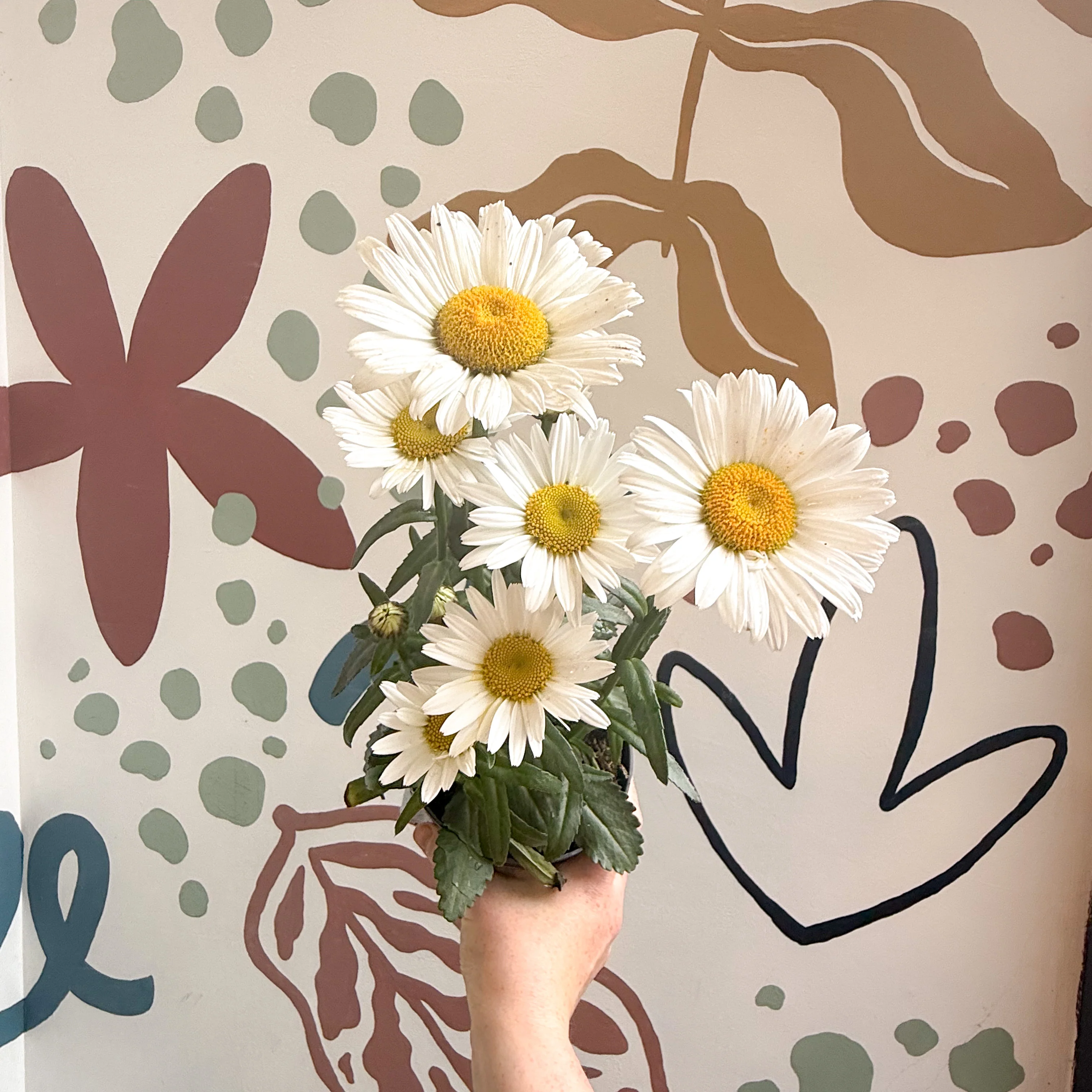 Leucanthemum × superbum ‘Dwarf Snow Lady’ - Shasta Daisy - Image 3