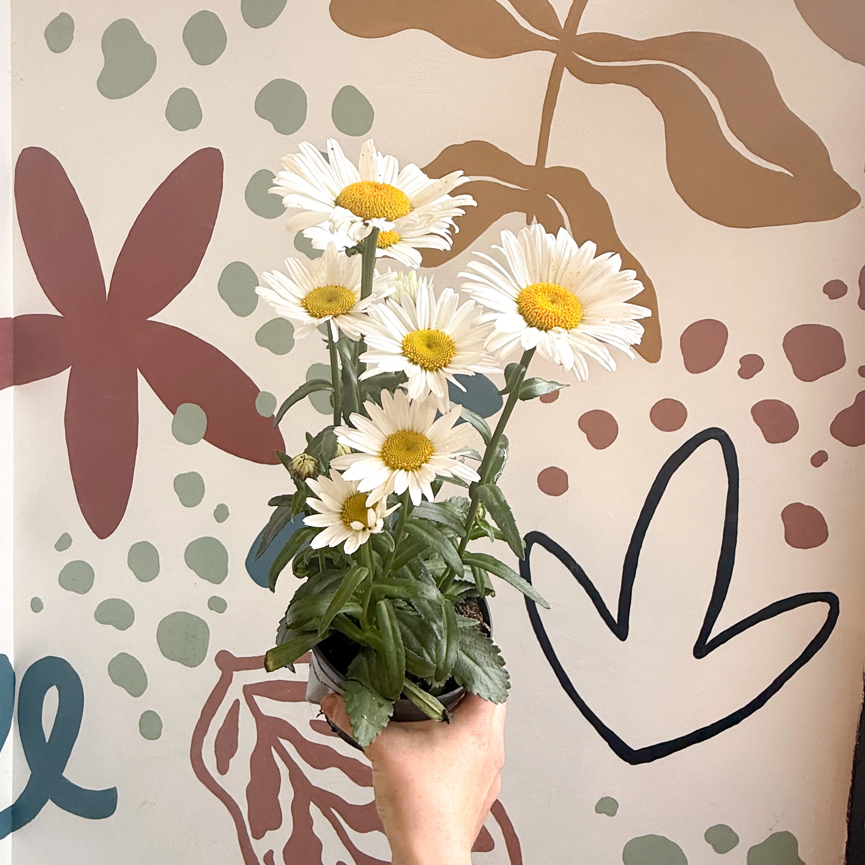 Leucanthemum × superbum ‘Dwarf Snow Lady’ - Shasta Daisy - Image 4