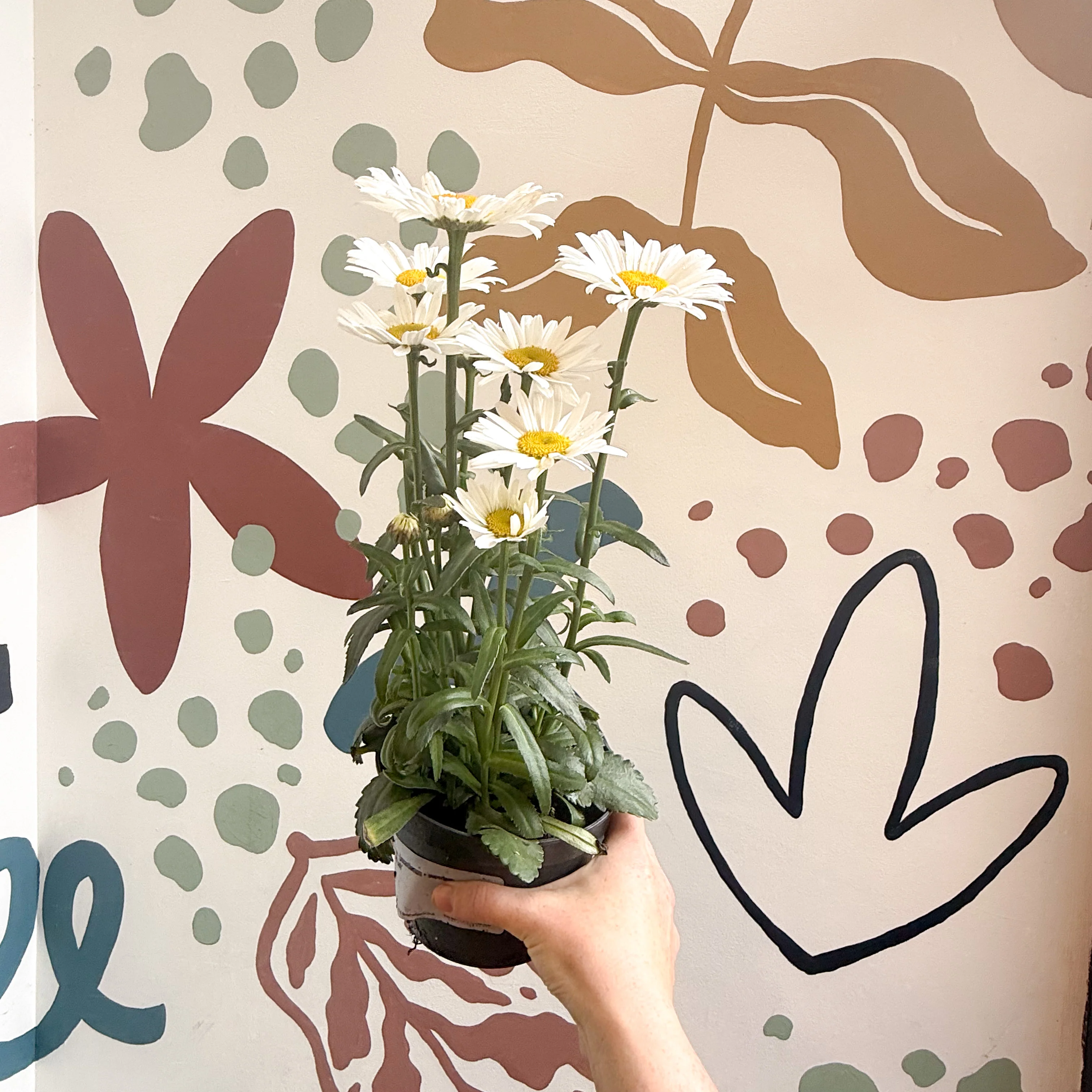 Leucanthemum × superbum ‘Dwarf Snow Lady’ - Shasta Daisy - Image 5