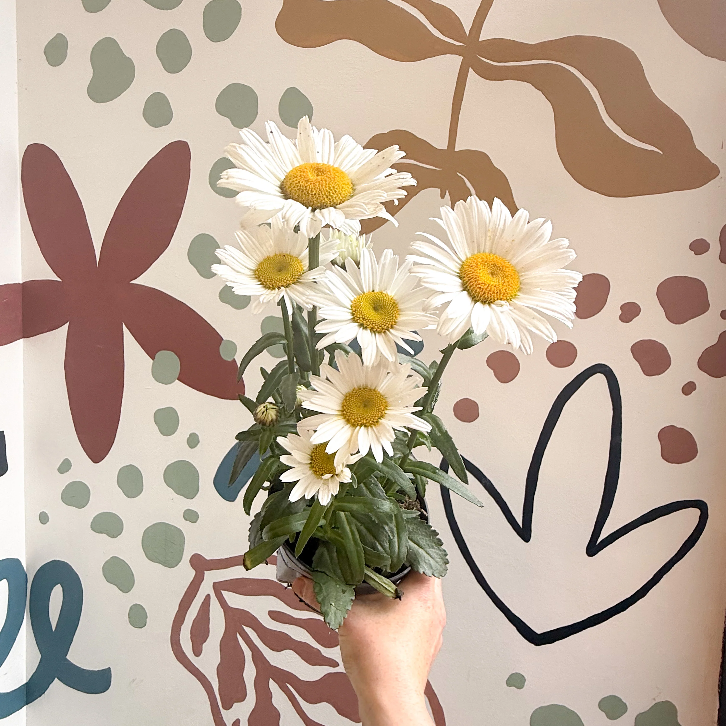 Leucanthemum × superbum ‘Dwarf Snow Lady’ - Shasta Daisy - Image 6