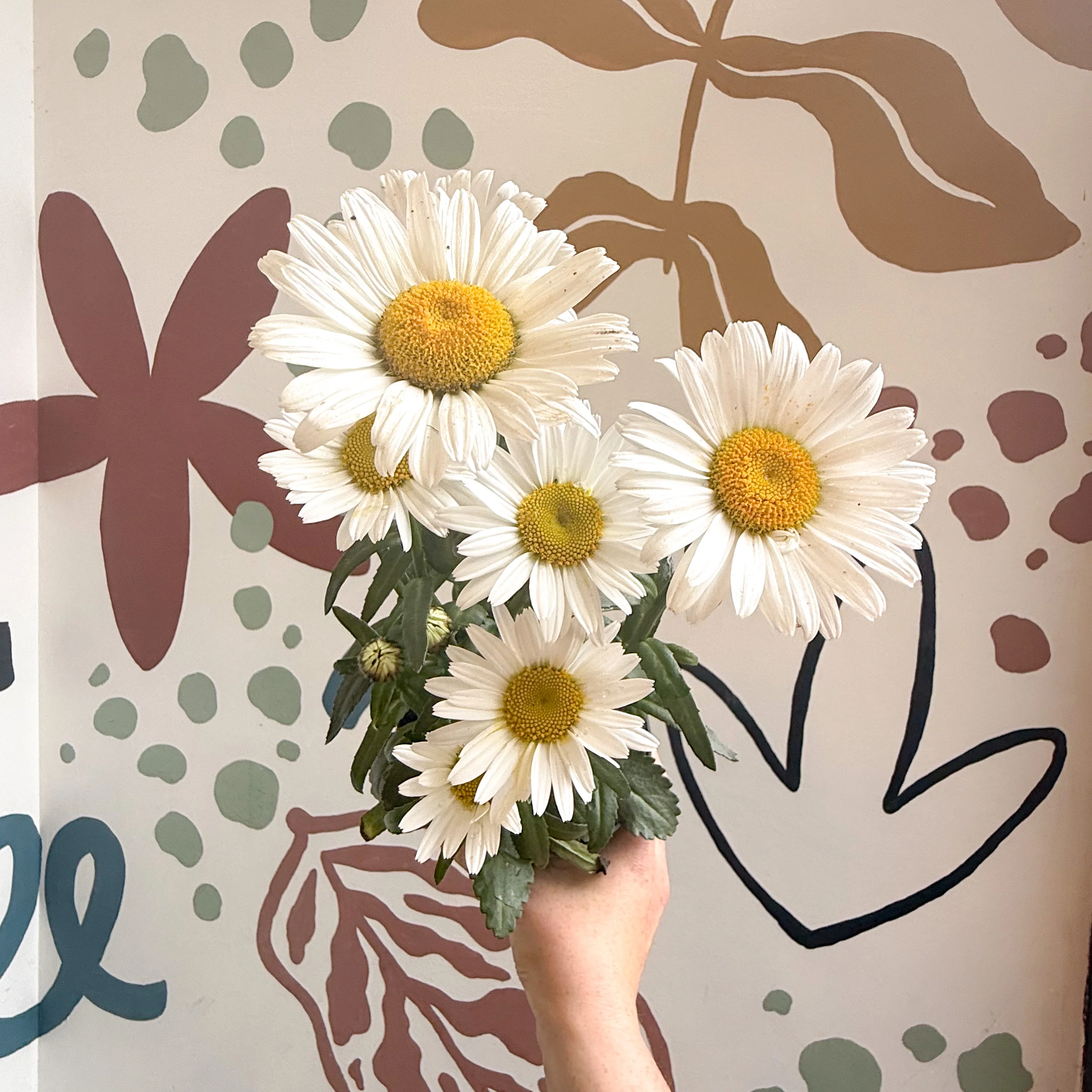 Leucanthemum × superbum ‘Dwarf Snow Lady’ - Shasta Daisy - Image 7