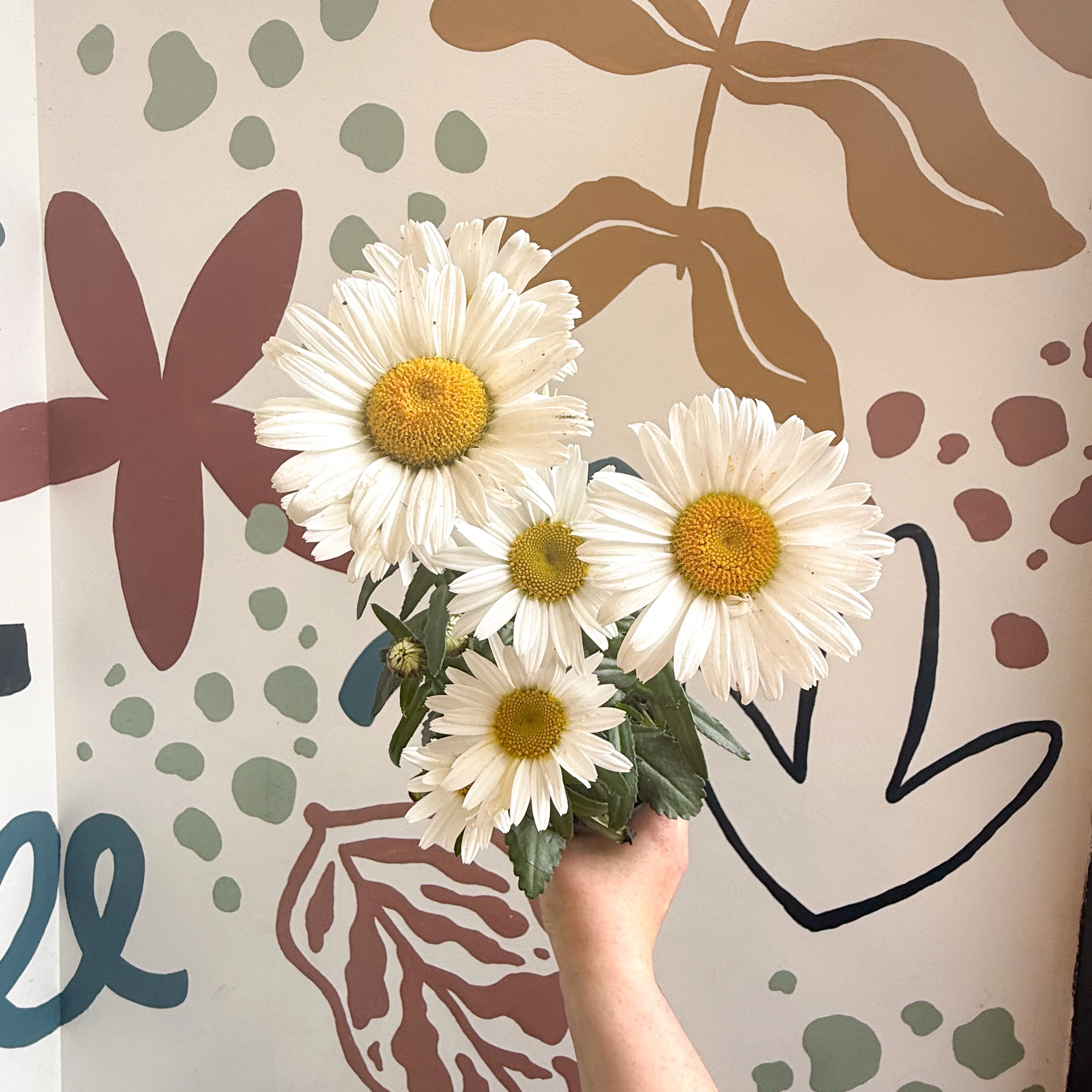 Leucanthemum × superbum ‘Dwarf Snow Lady’ - Shasta Daisy - Image 8