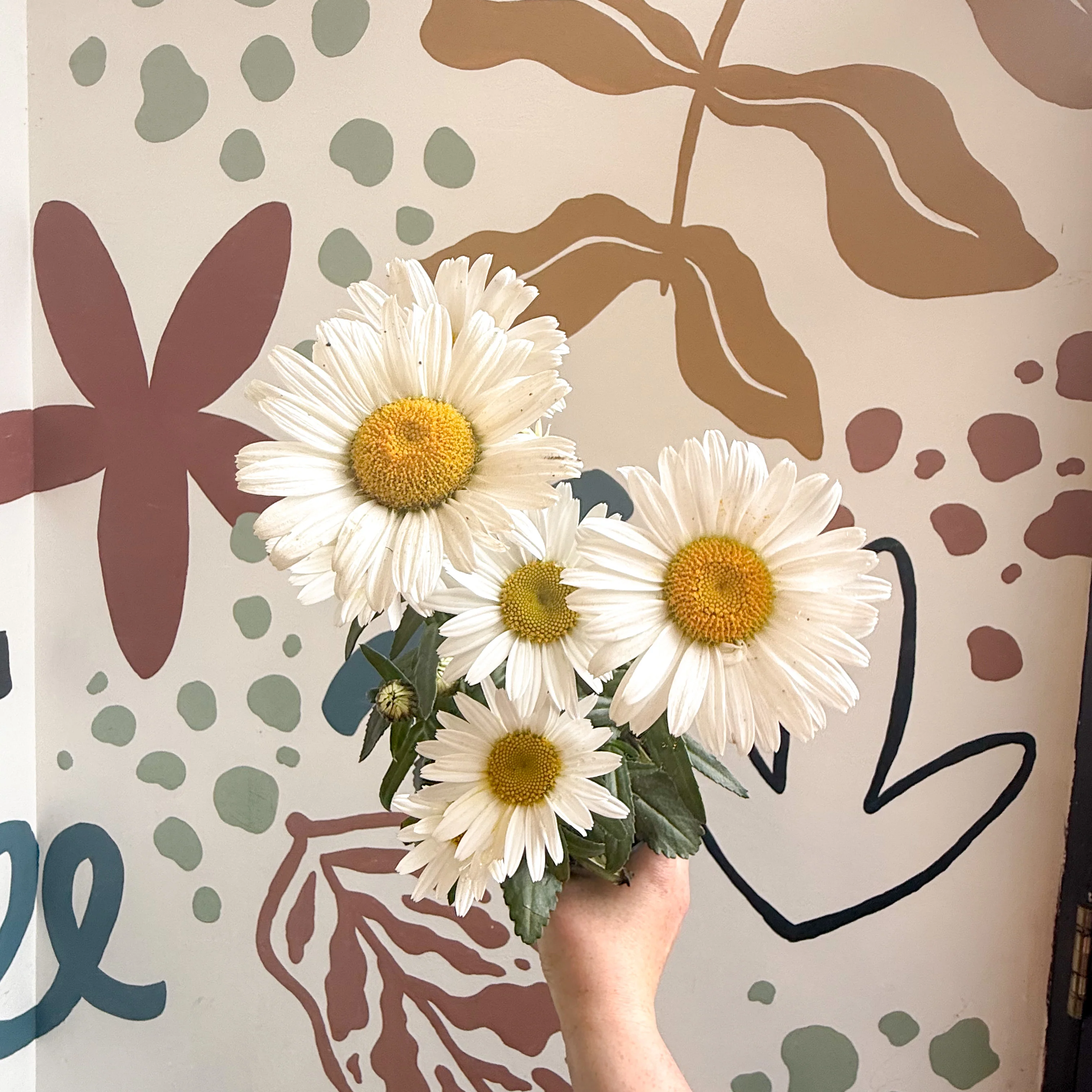 Leucanthemum × superbum ‘Dwarf Snow Lady’ - Shasta Daisy - Image 9
