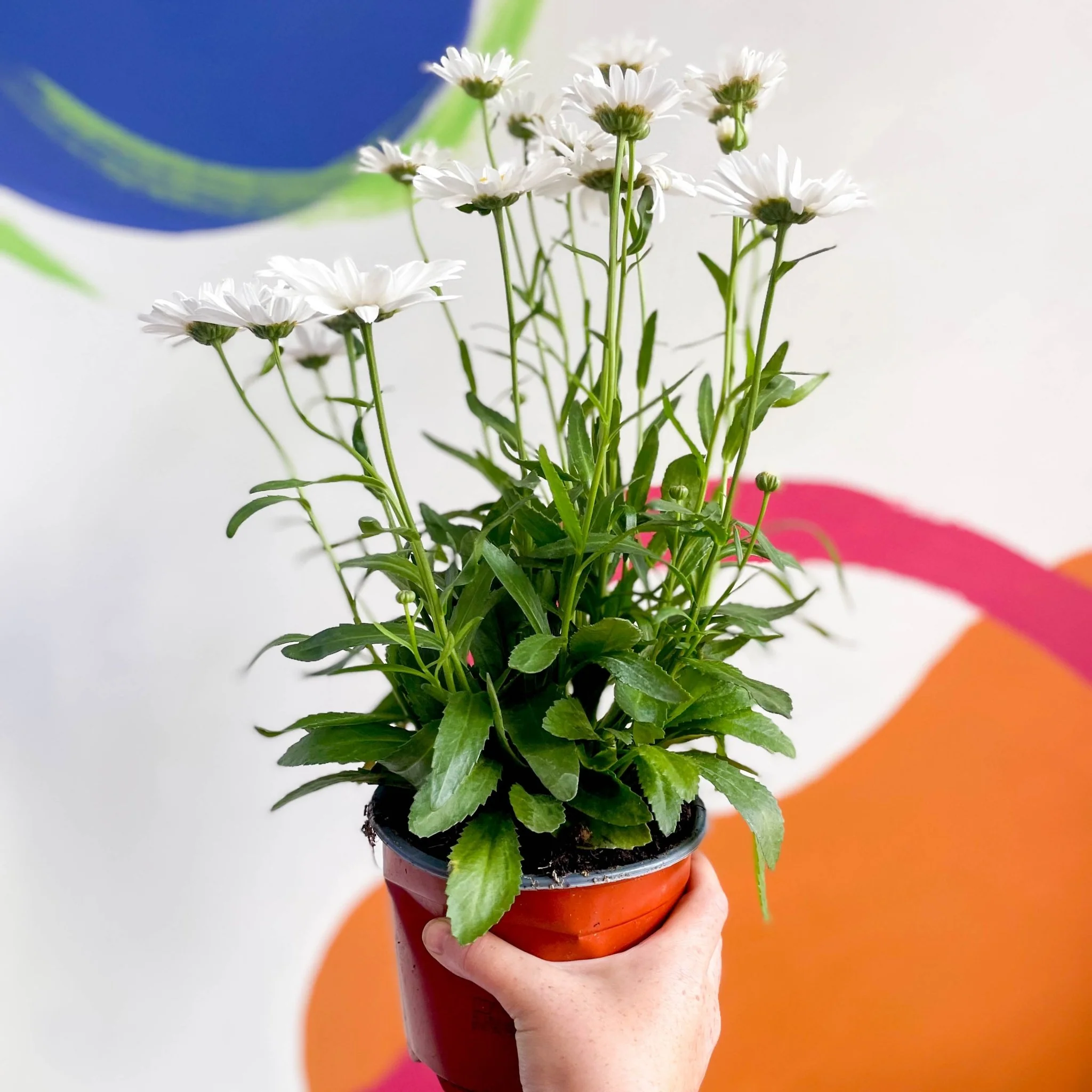 Shasta Daisy - Leucanthemum × superbum ‘Snow Lady’ - Image 3