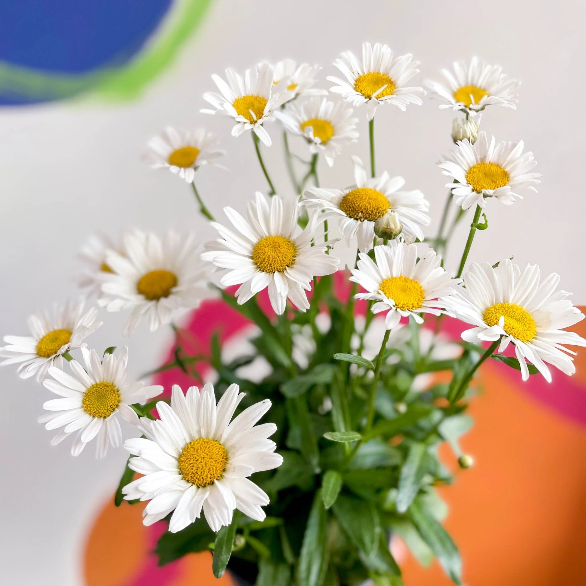Shasta Daisy - Leucanthemum × superbum ‘Snow Lady’ - Image 4