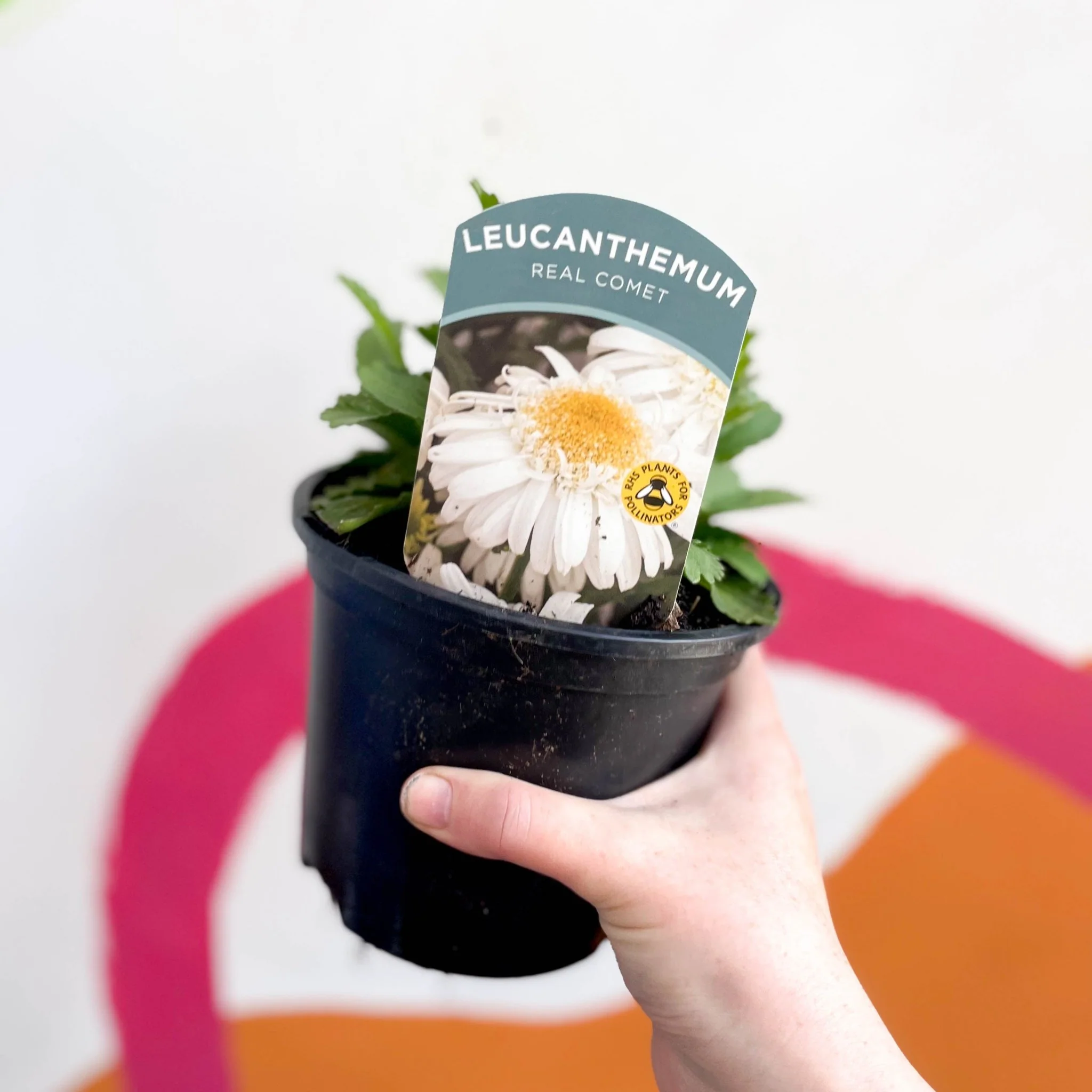 Shasta Daisy - Leucanthemum x superbum 'Real Comet' - British Grown Herbaceous Perennial