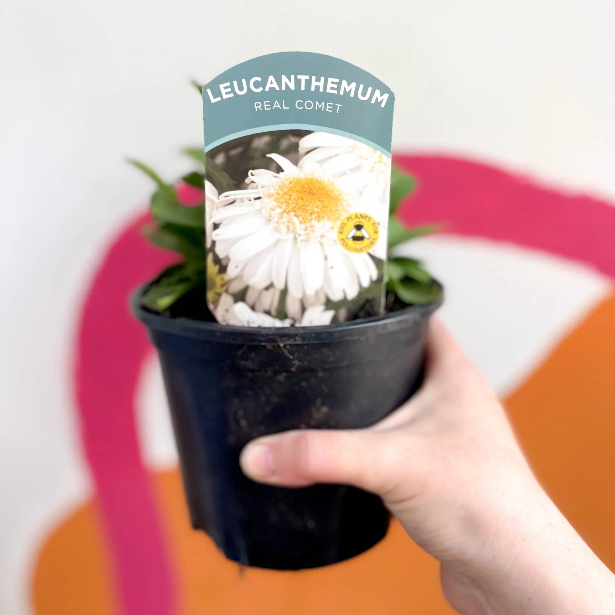 Shasta Daisy - Leucanthemum x superbum 'Real Comet' - British Grown Herbaceous Perennial - Image 3