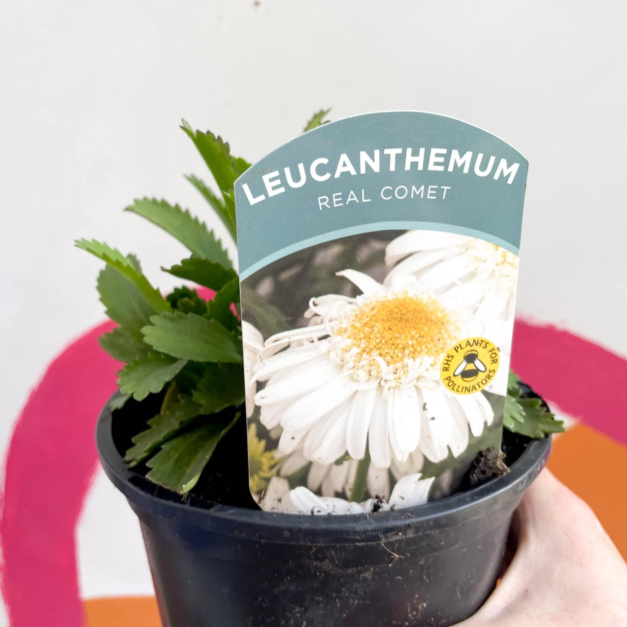 Shasta Daisy - Leucanthemum x superbum 'Real Comet' - British Grown Herbaceous Perennial - Image 4