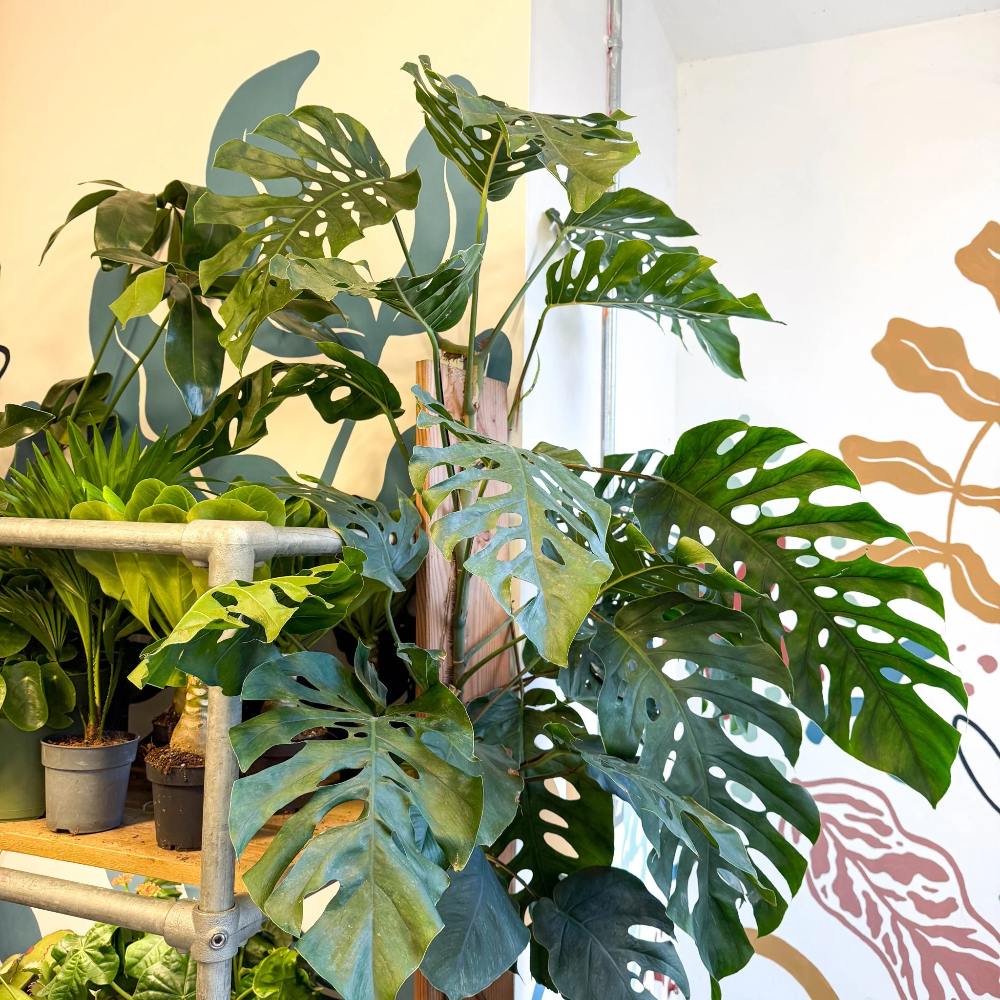 Monstera dubia – Shingle Plant - Image 3