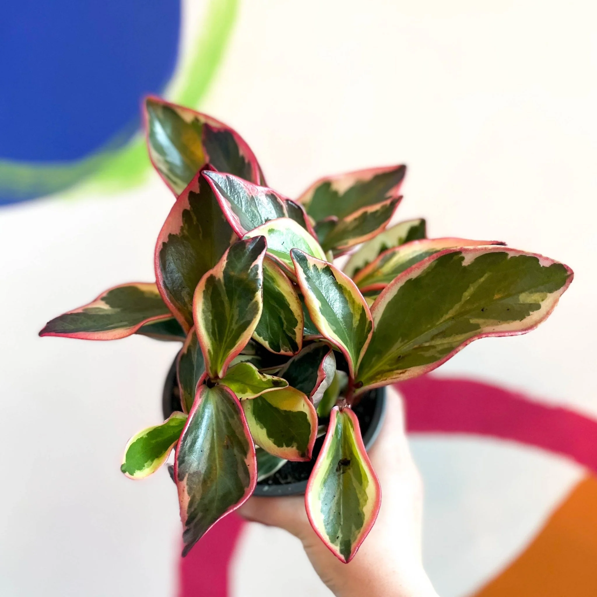 Shining Bush Plant - Peperomia clusiifolia 'Ginny' - British Grown