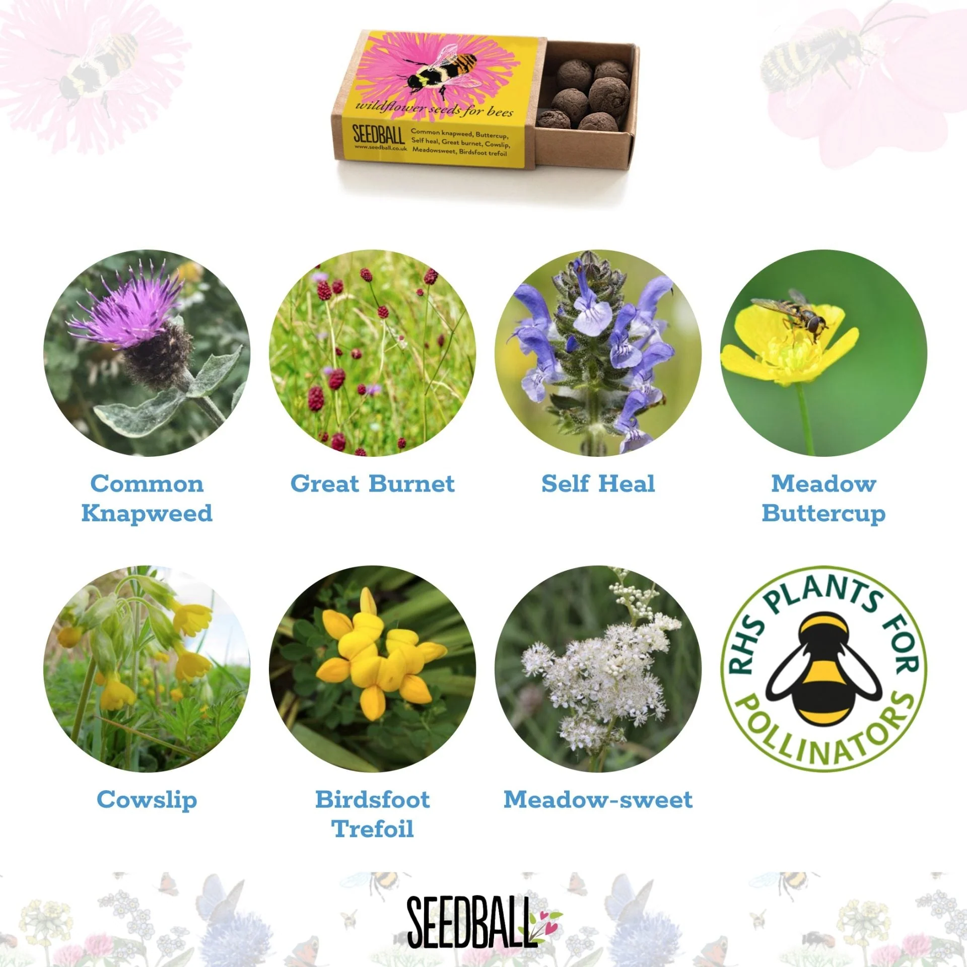 Shrill Carder Bumblebee Seedball Box - Image 2