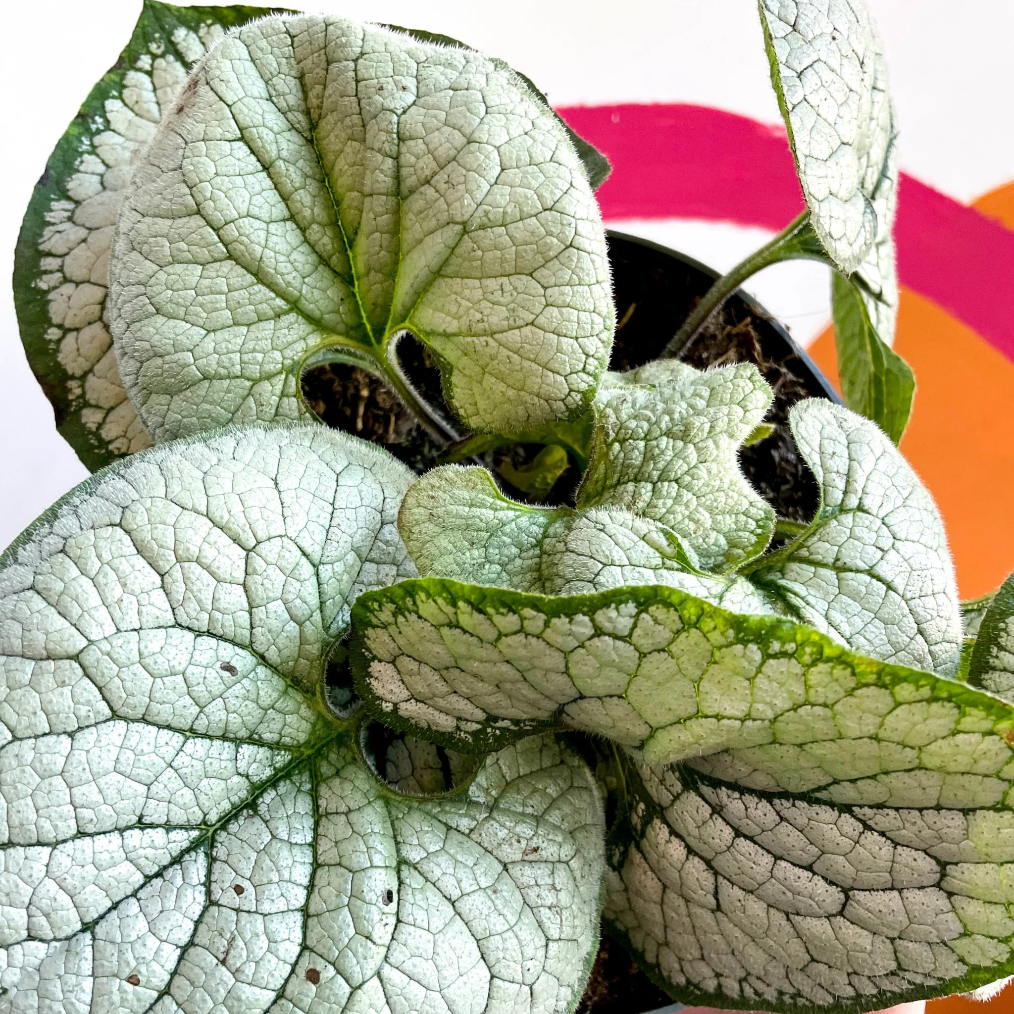 Brunnera macrophylla 'Silver Heart' - Siberian Bugloss - Image 2