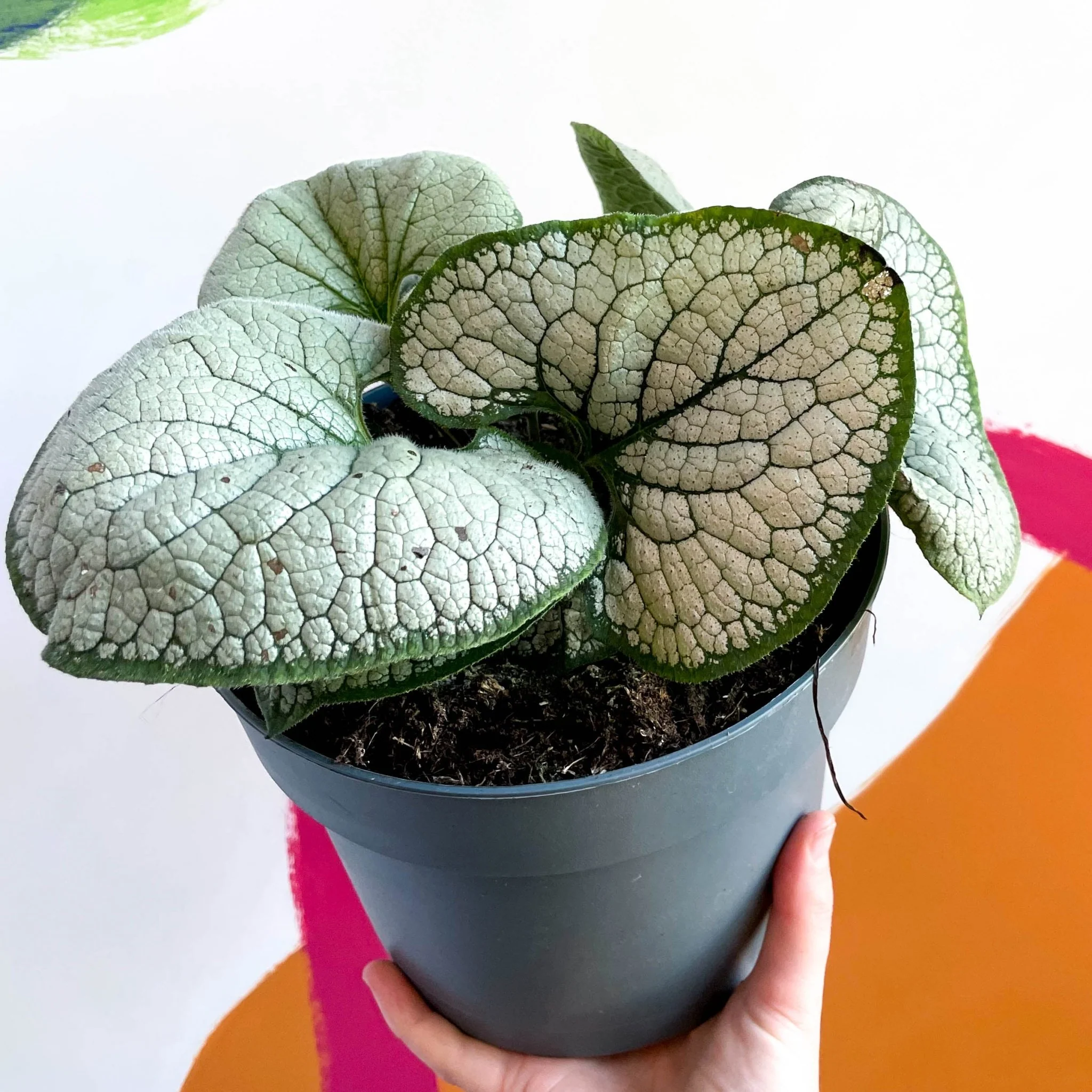 Brunnera macrophylla 'Silver Heart' - Siberian Bugloss - Image 3