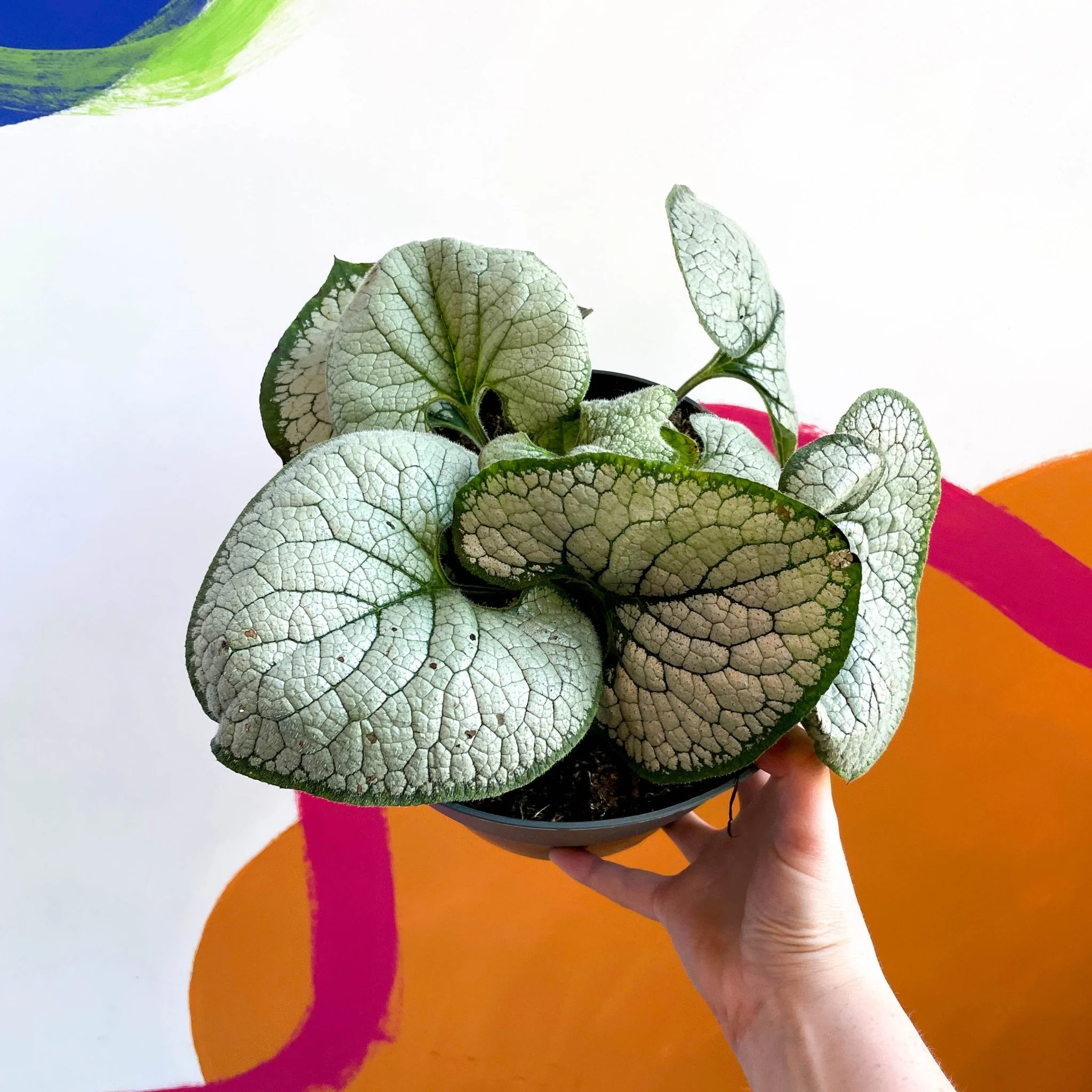 Brunnera macrophylla 'Silver Heart' - Siberian Bugloss - Image 5