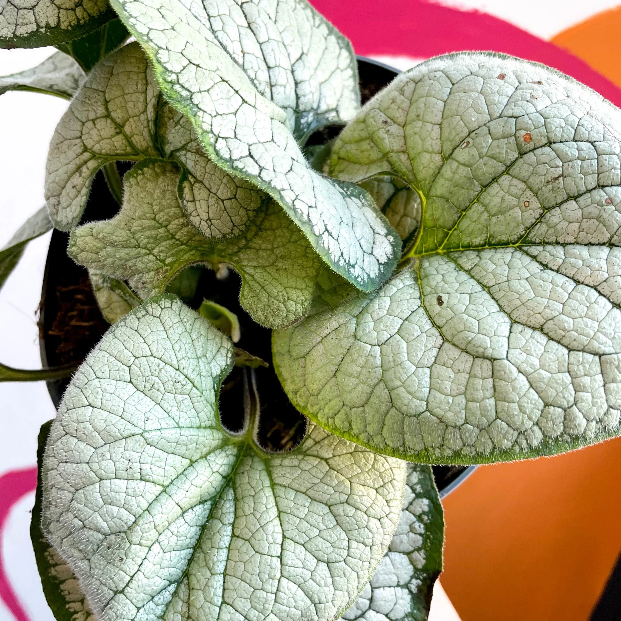 Brunnera macrophylla 'Silver Heart' - Siberian Bugloss - Image 6