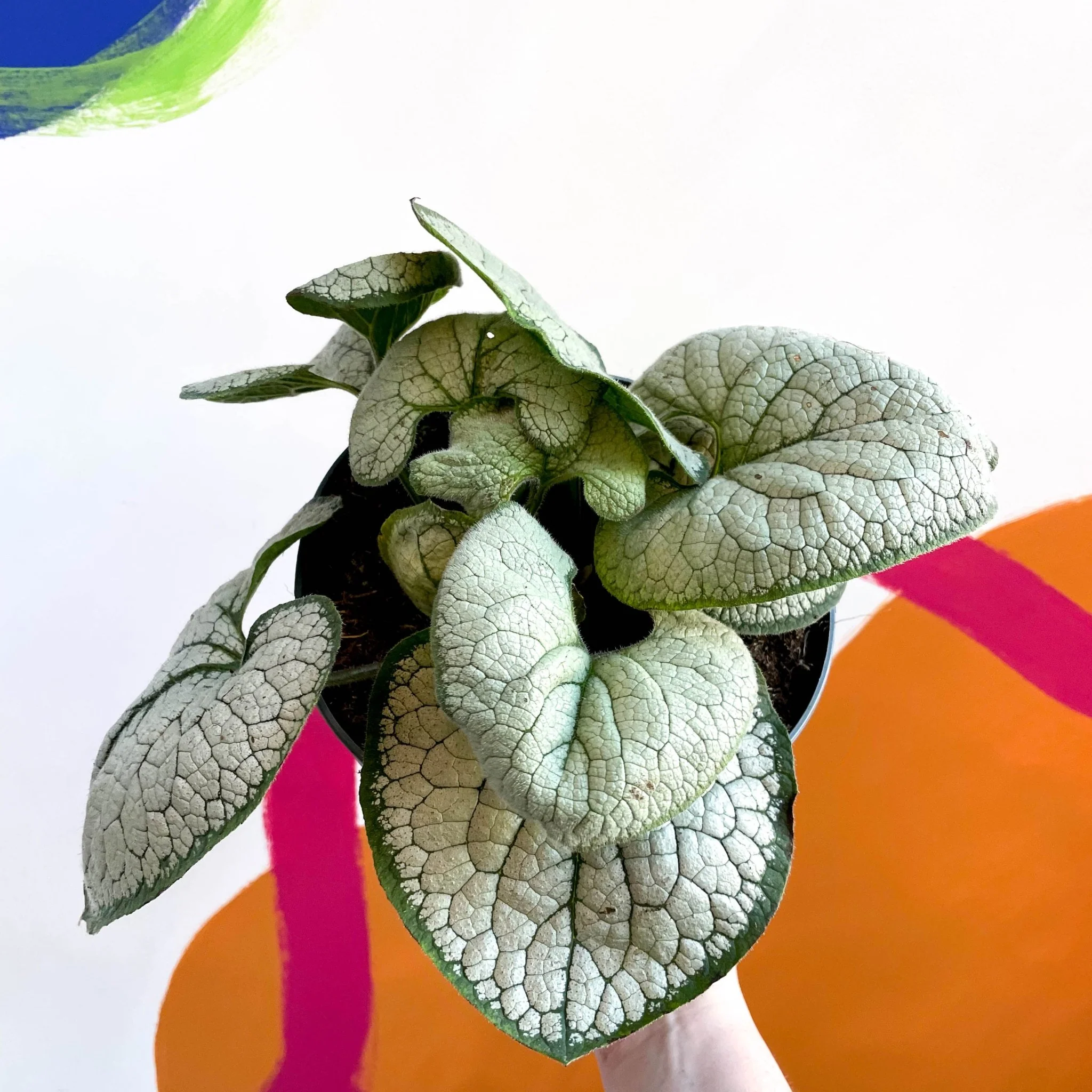 Brunnera macrophylla 'Silver Heart' - Siberian Bugloss - Image 8