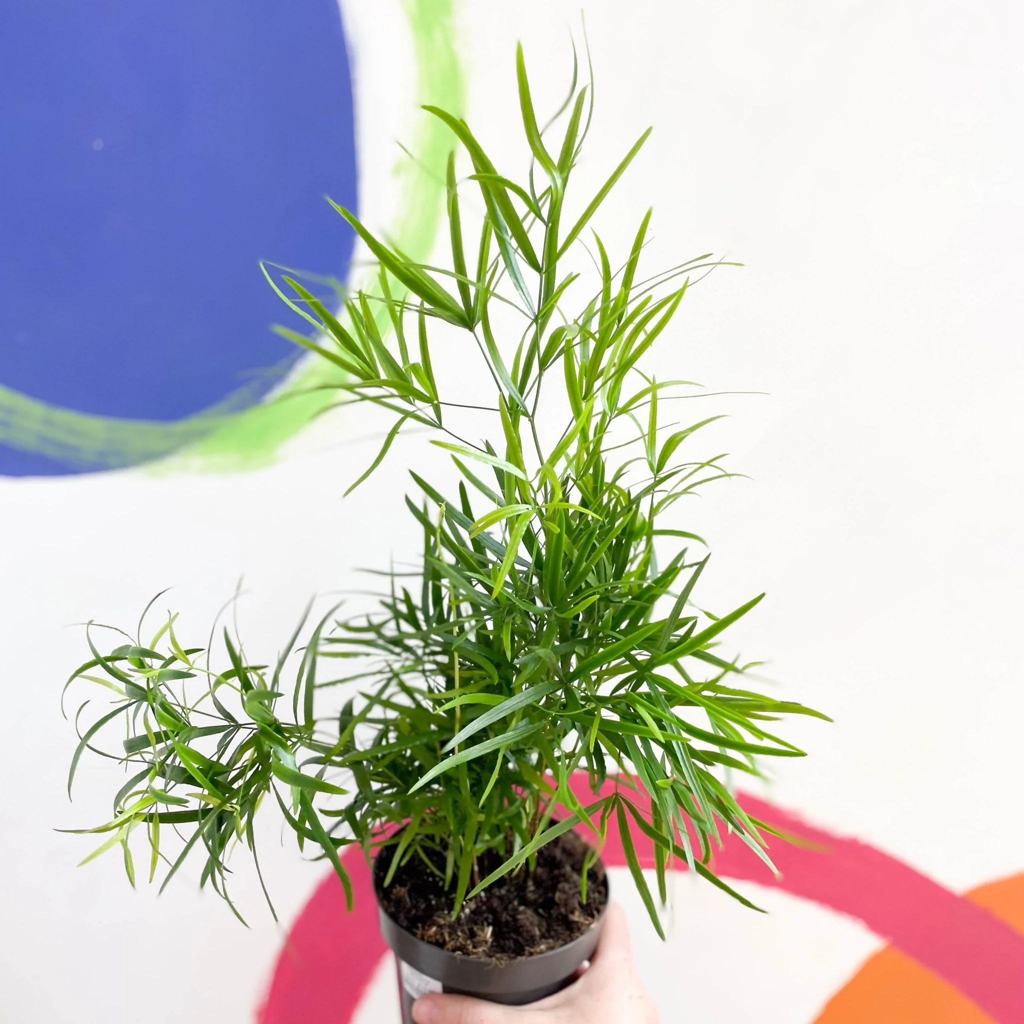 Asparagus falcatus - Sicklethorn Fern