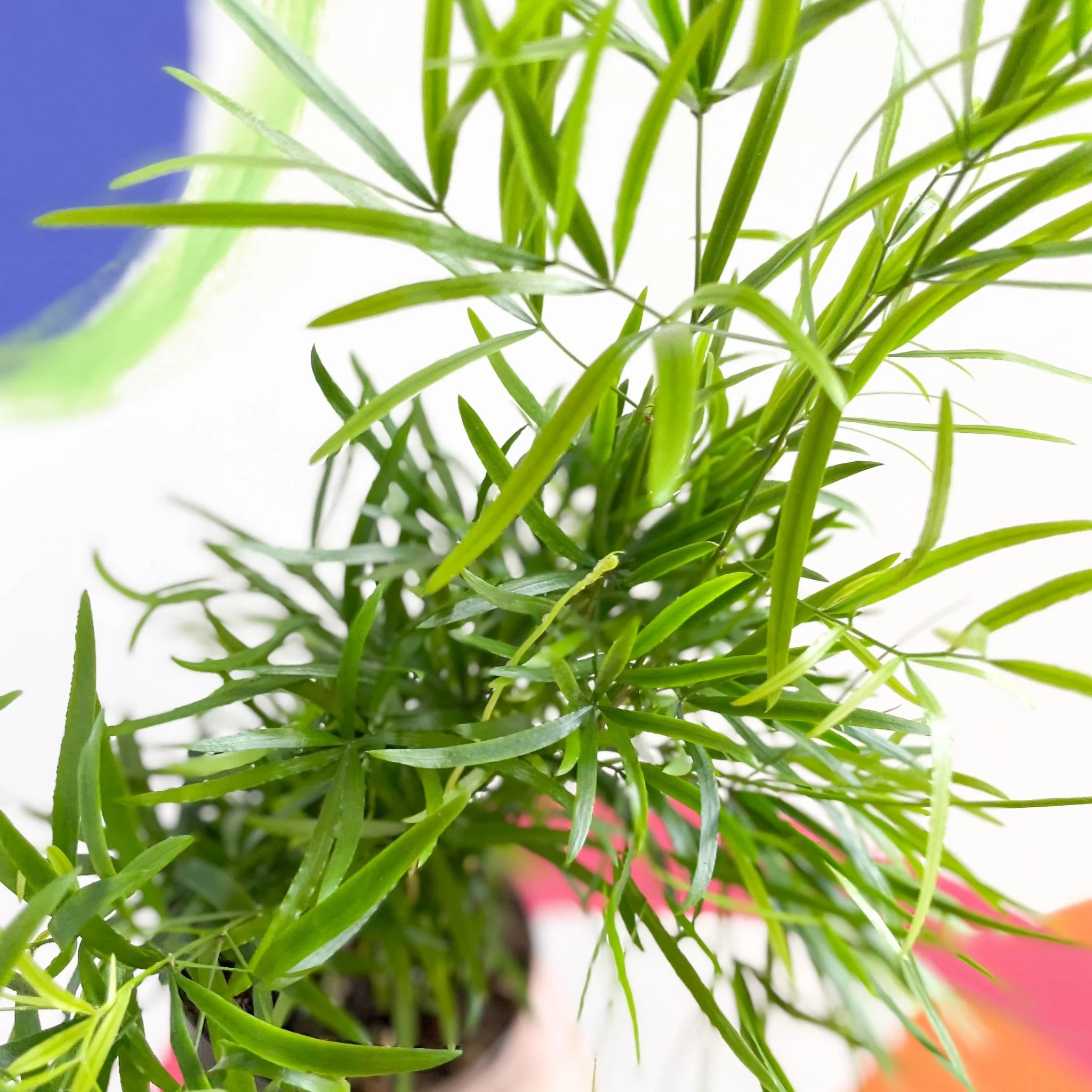 Asparagus falcatus - Sicklethorn Fern - Image 2