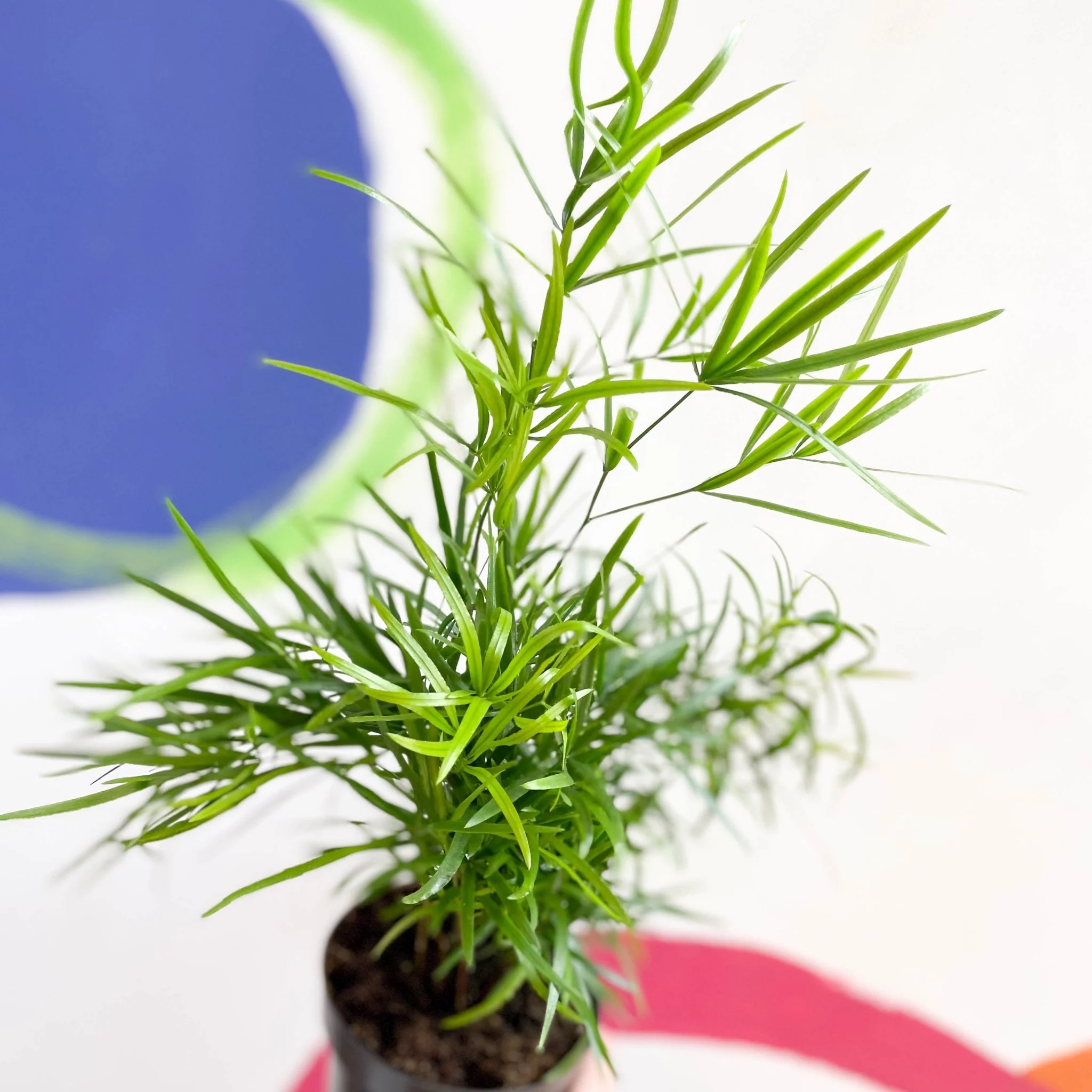 Asparagus falcatus - Sicklethorn Fern - Image 3