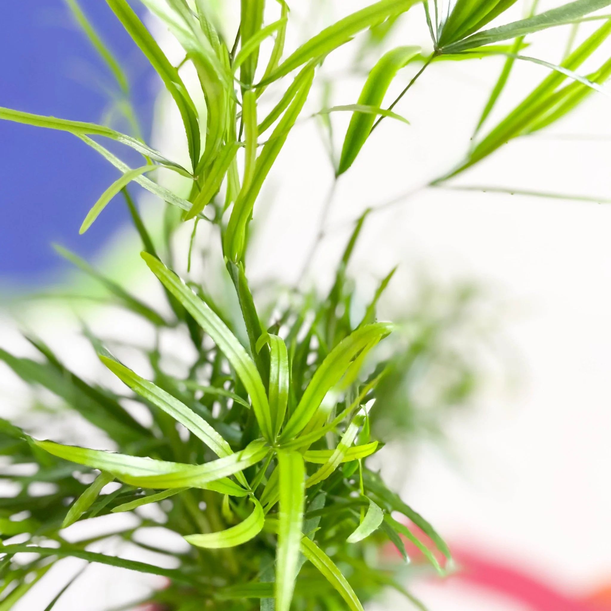 Asparagus falcatus - Sicklethorn Fern - Image 4