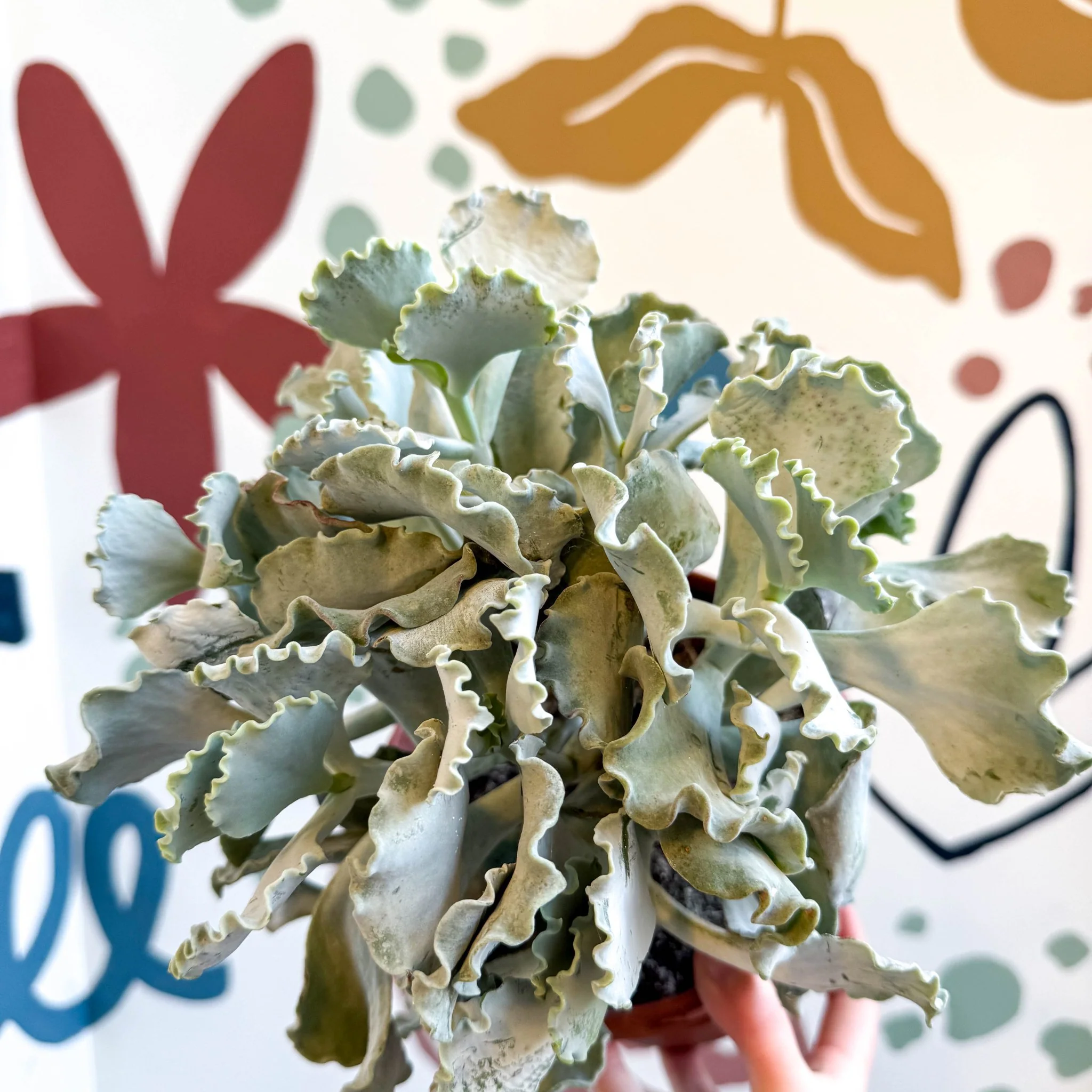 Cotyledon undulata - Silver Crown Plant - Image 10