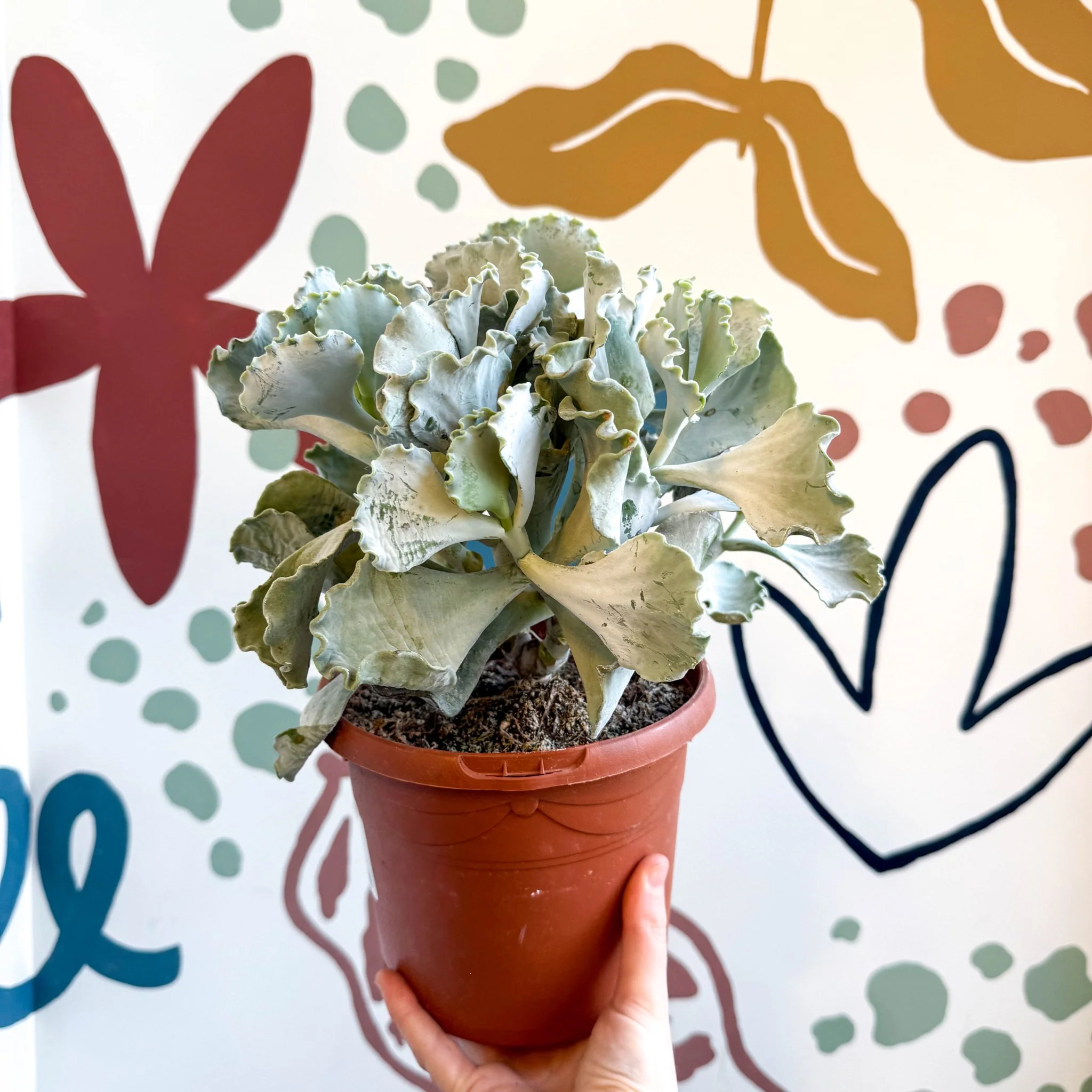 Cotyledon undulata - Silver Crown Plant - Image 11