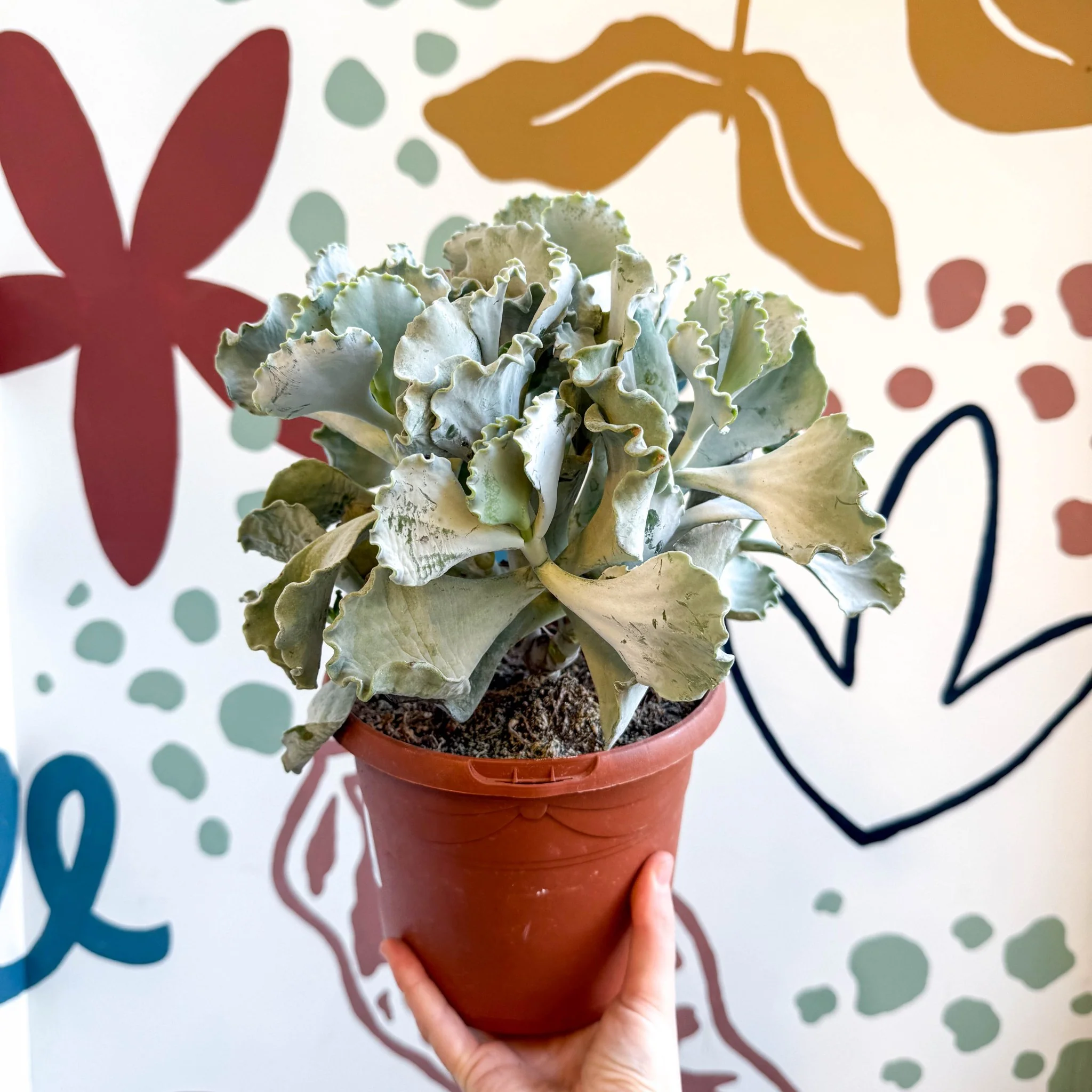 Cotyledon undulata - Silver Crown Plant - Image 12