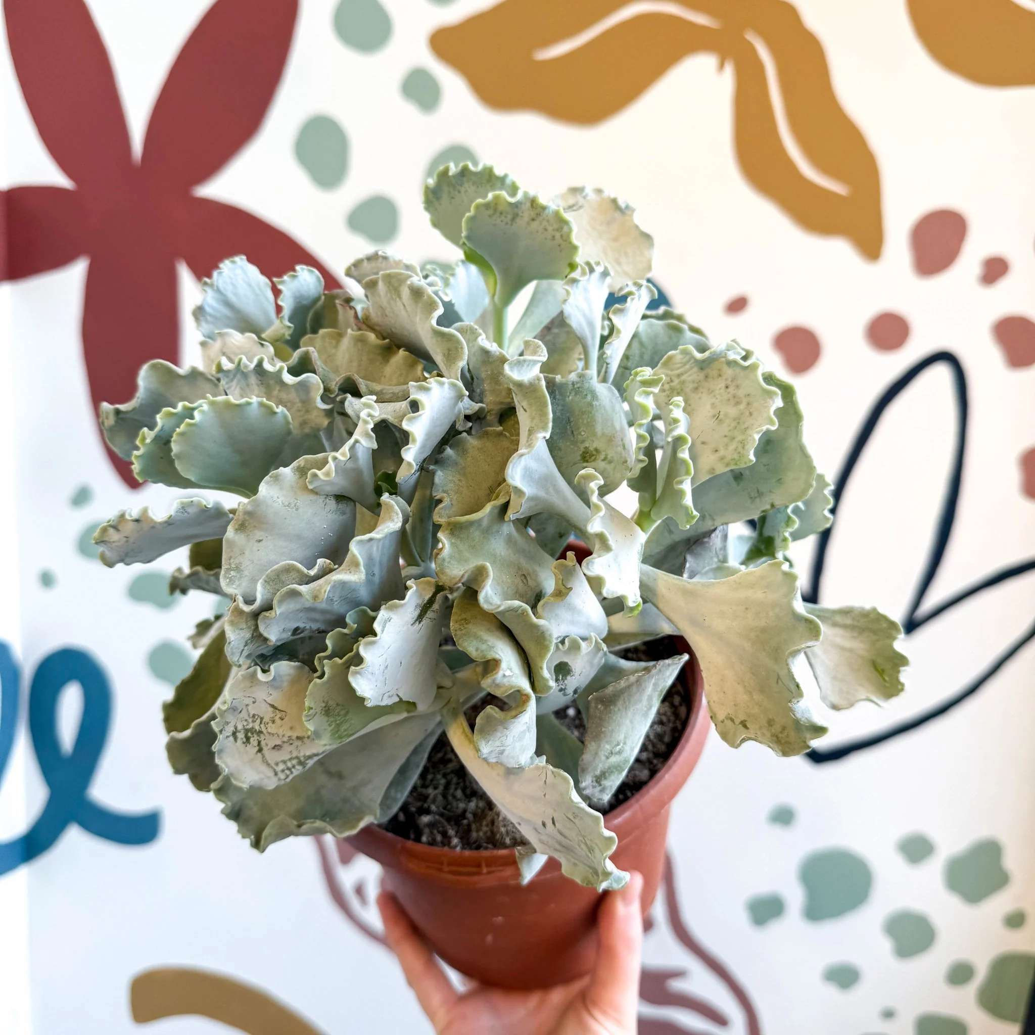 Cotyledon undulata - Silver Crown Plant - Image 13
