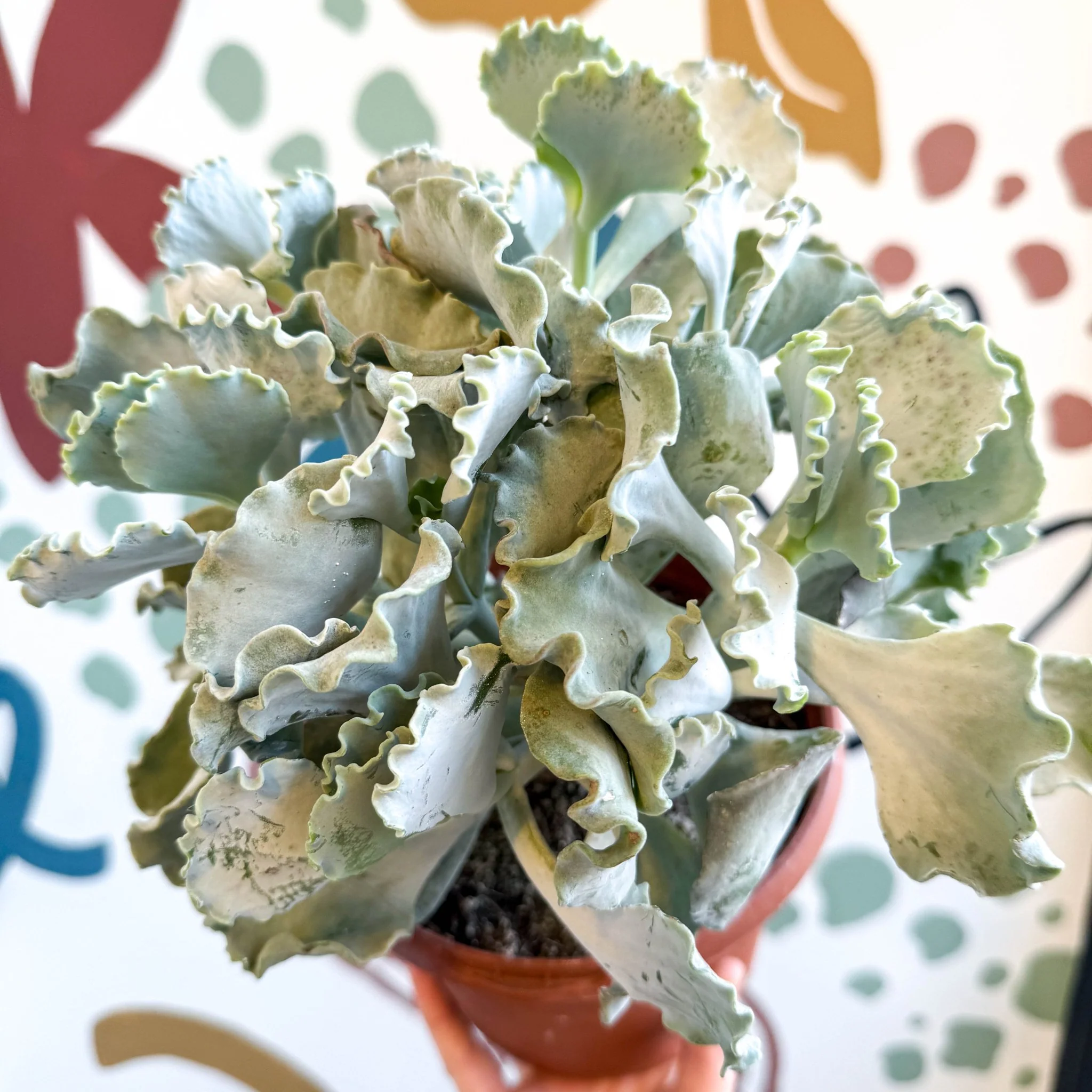 Cotyledon undulata - Silver Crown Plant - Image 14