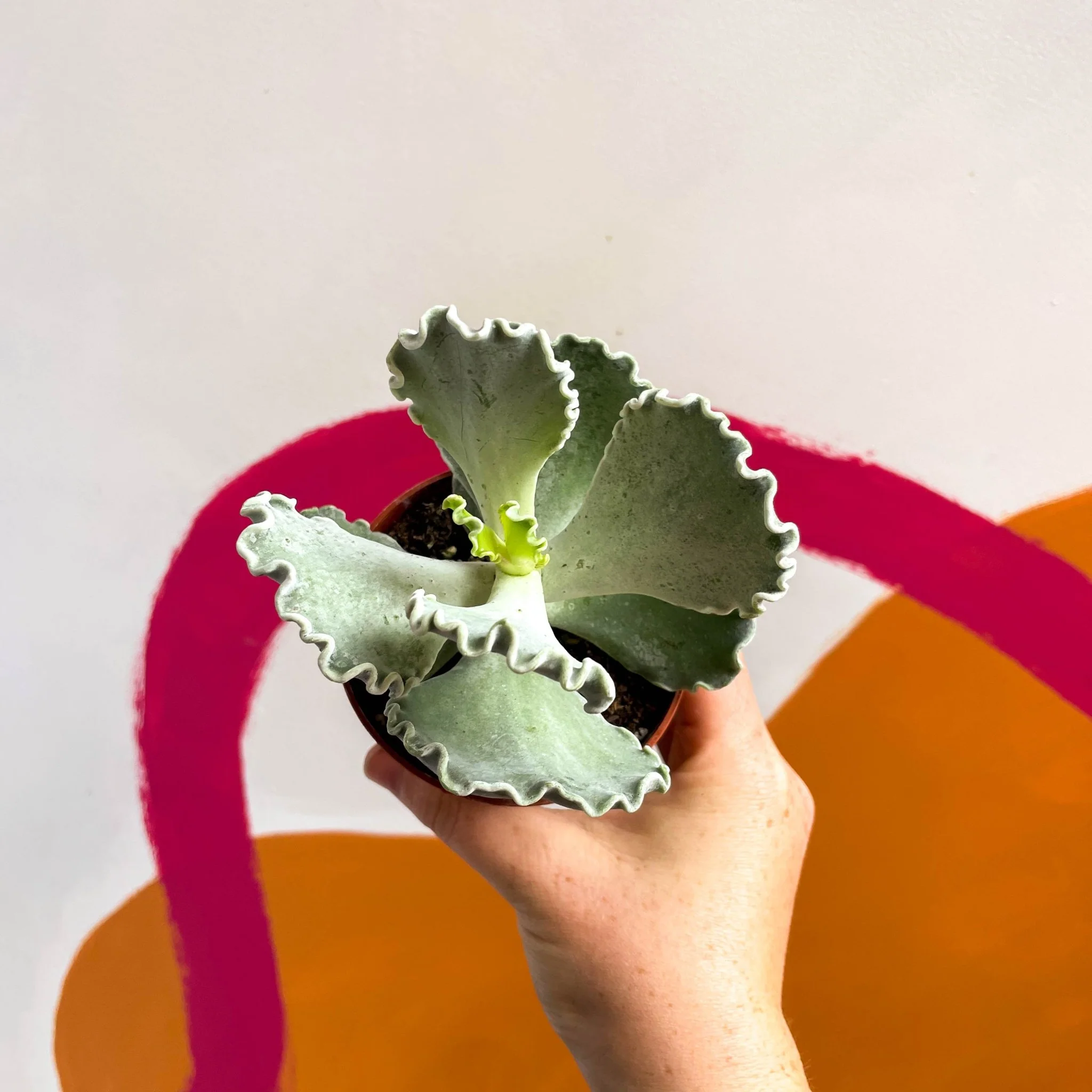 Cotyledon undulata - Silver Crown Plant - Image 3
