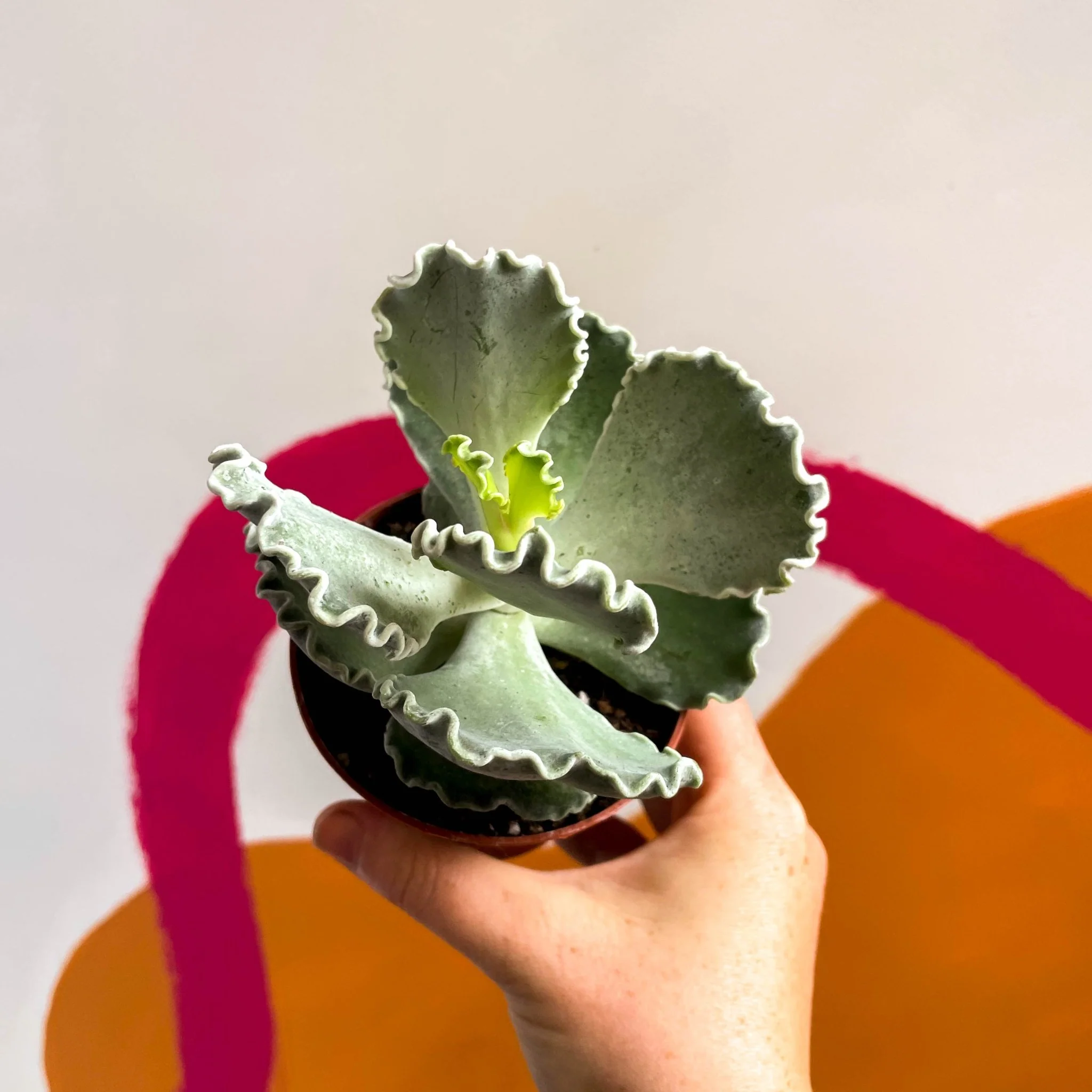 Cotyledon undulata - Silver Crown Plant - Image 5