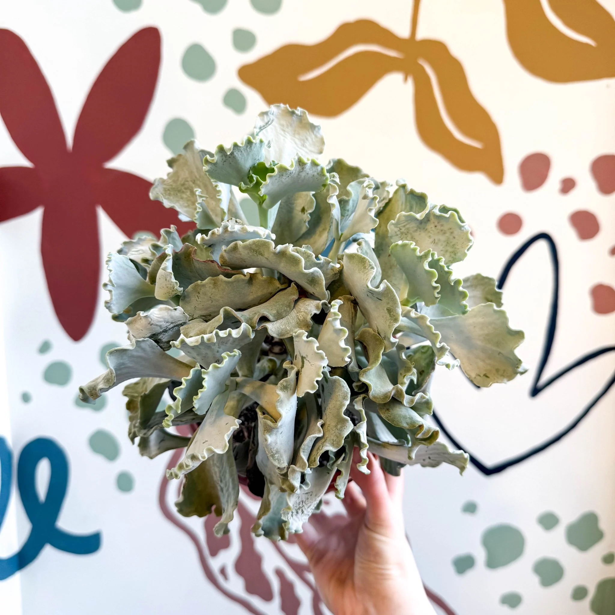 Cotyledon undulata - Silver Crown Plant - Image 8