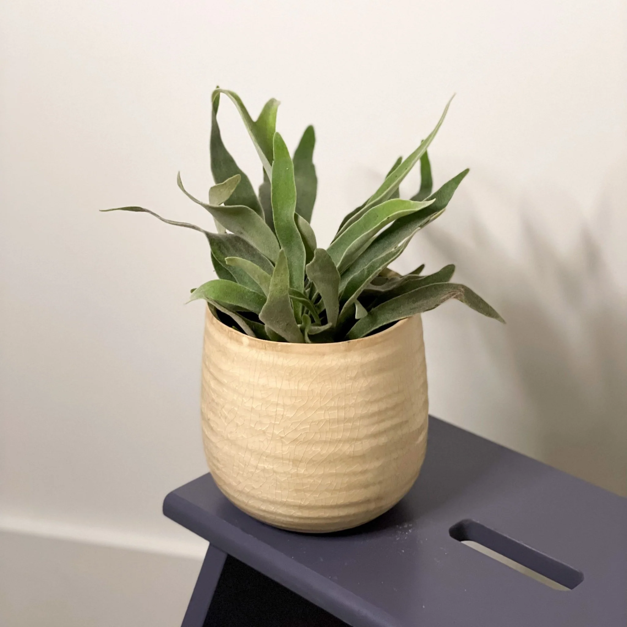 Silver Elkhorn Fern - Platycerium veitchii
