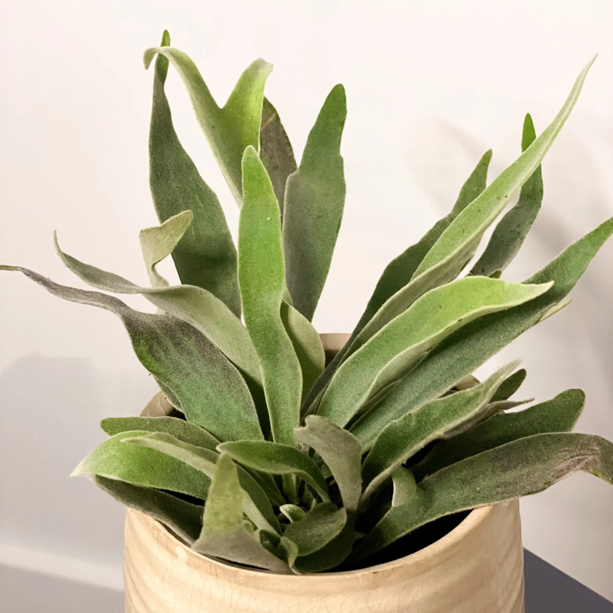 Silver Elkhorn Fern - Platycerium veitchii - Image 2