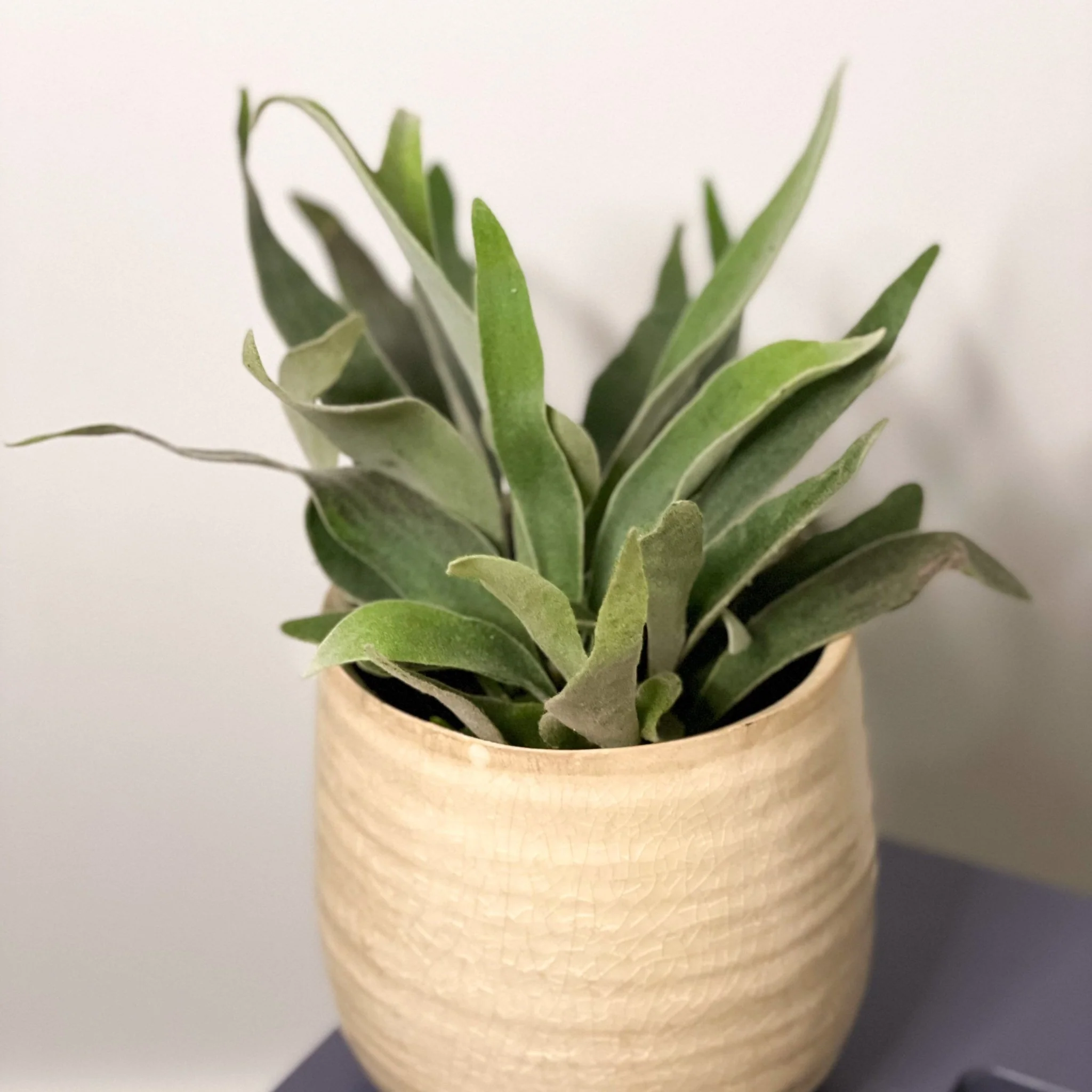 Silver Elkhorn Fern - Platycerium veitchii - Image 3