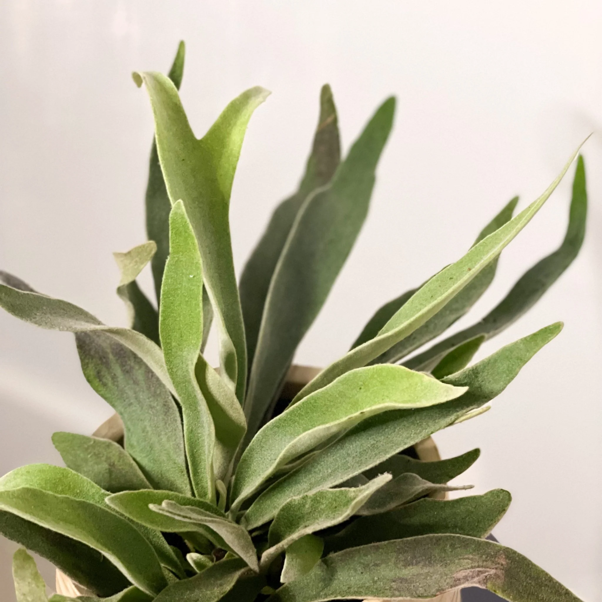 Silver Elkhorn Fern - Platycerium veitchii - Image 4