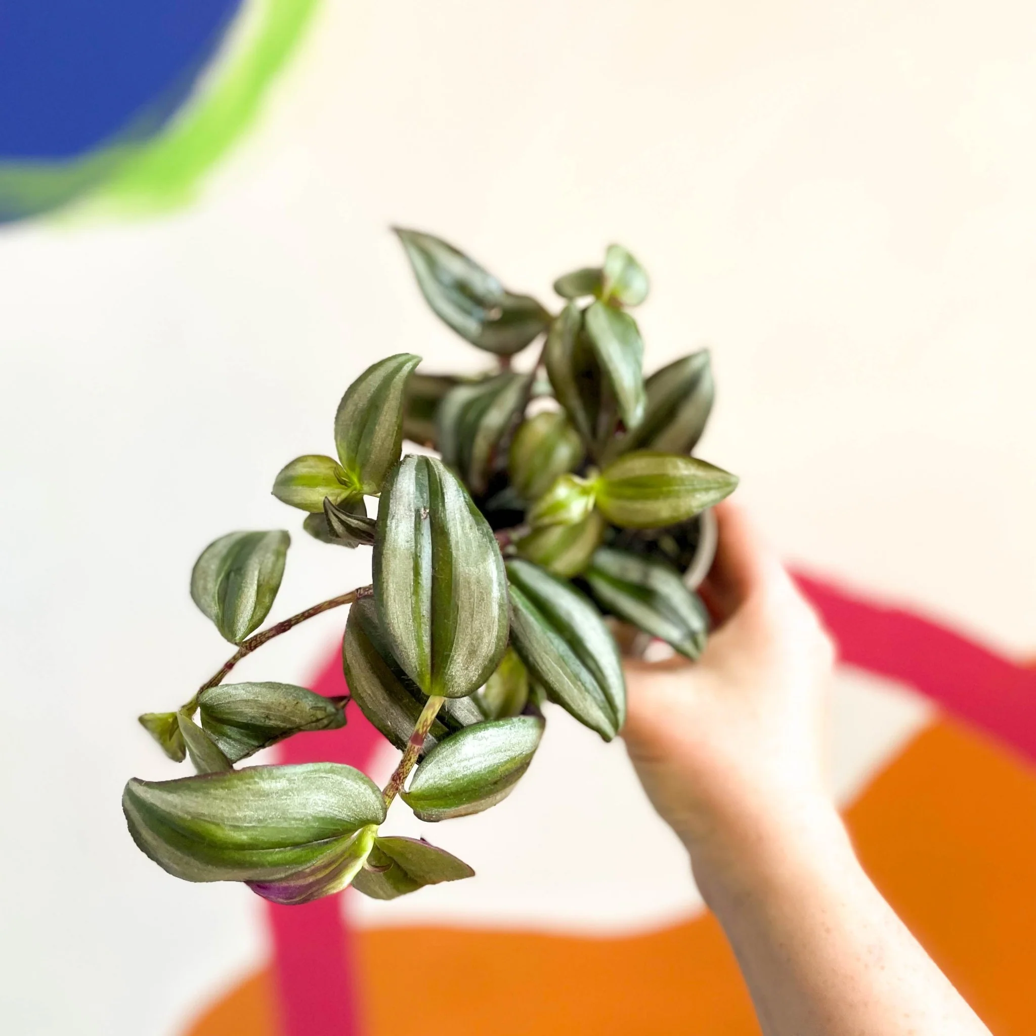 Silver Inch Plant - Tradescantia zebrina - British Grown