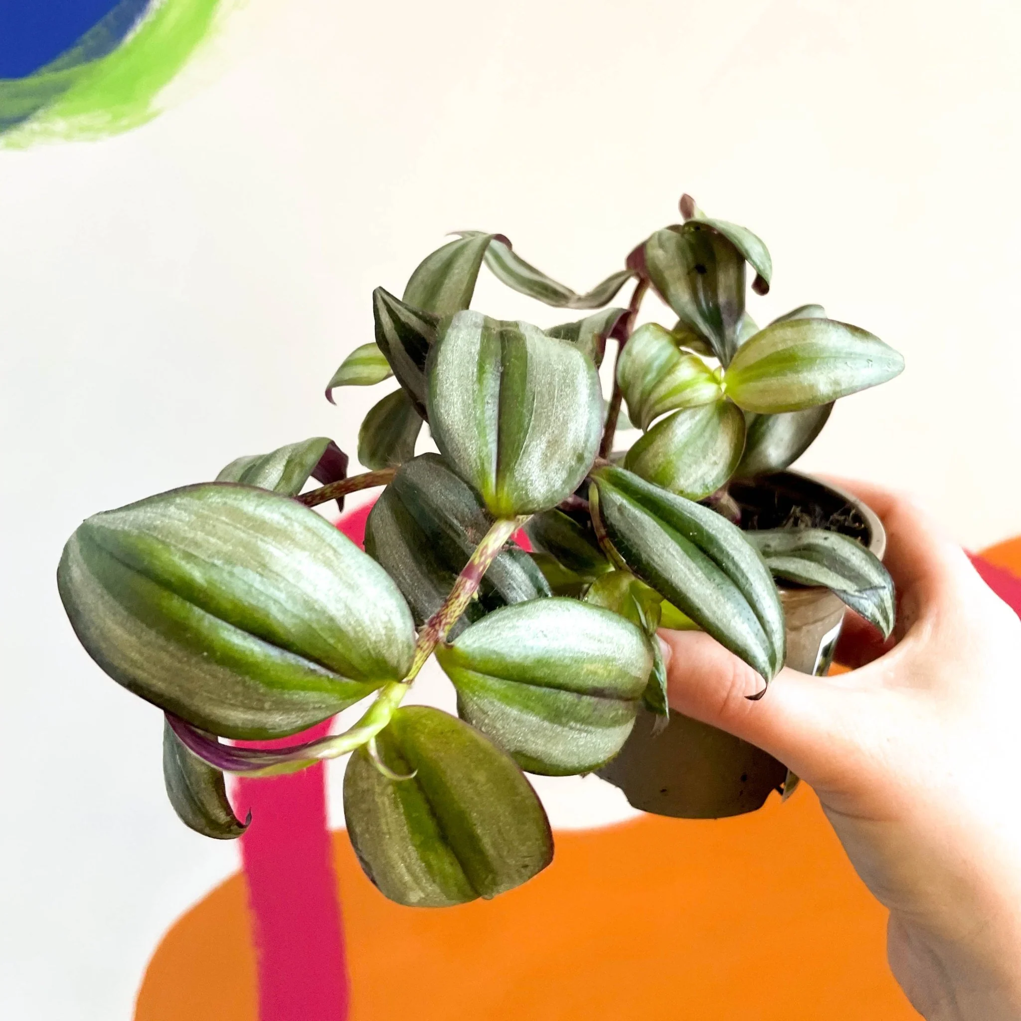 Silver Inch Plant - Tradescantia zebrina - British Grown - Image 2