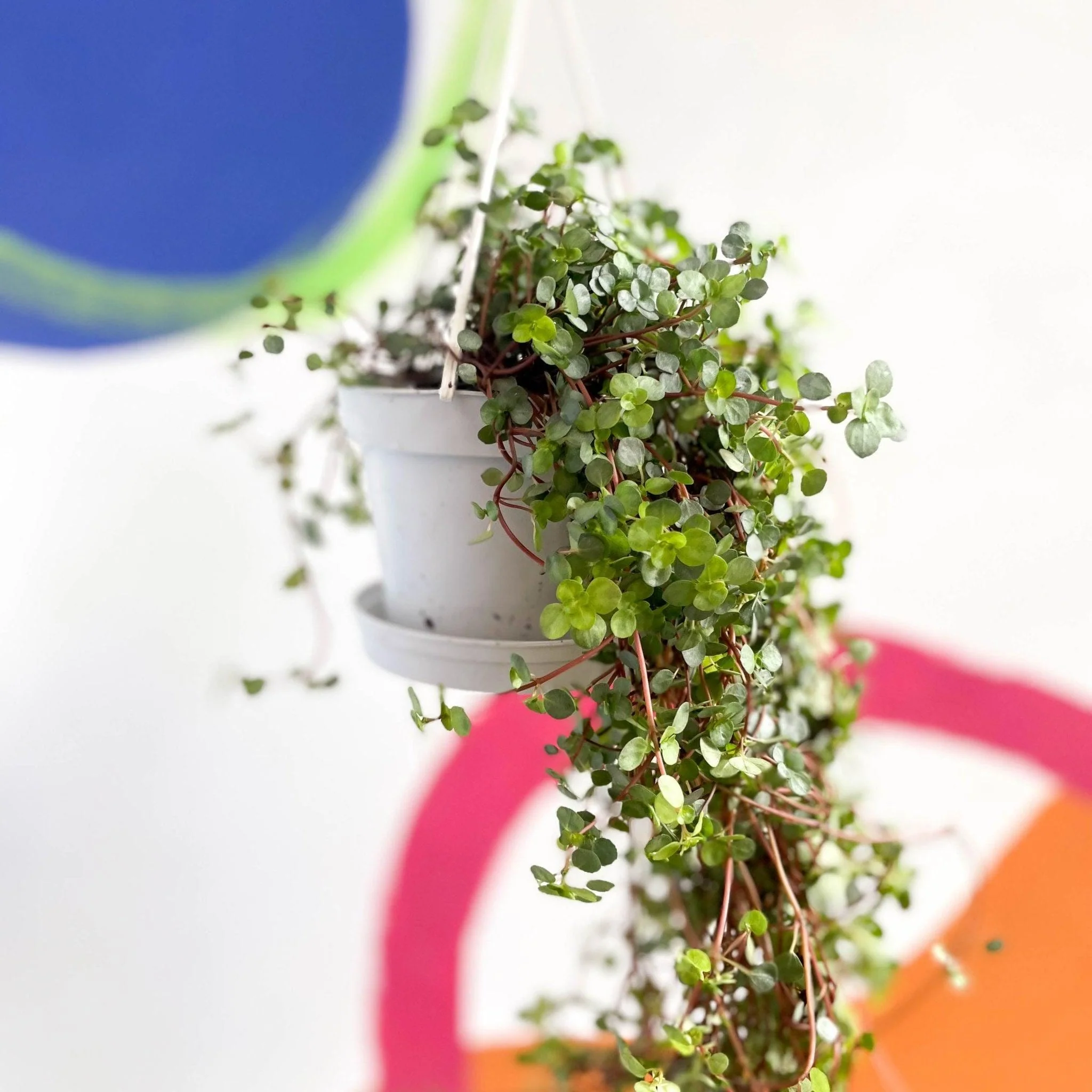 Pilea glaucophylla 'Greyzy' - Silver Sparkle Plant - Image 3